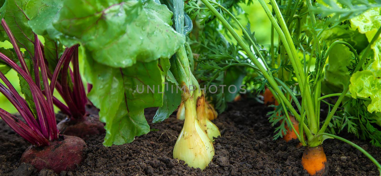 Vegetables grow in the garden. Selective focus. by yanadjana