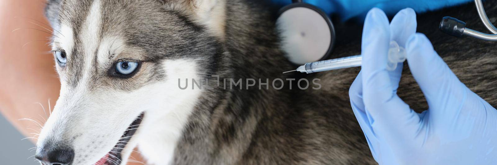 Fluffy husky dog get injection from veterinary doctor, treatment for recovery by kuprevich