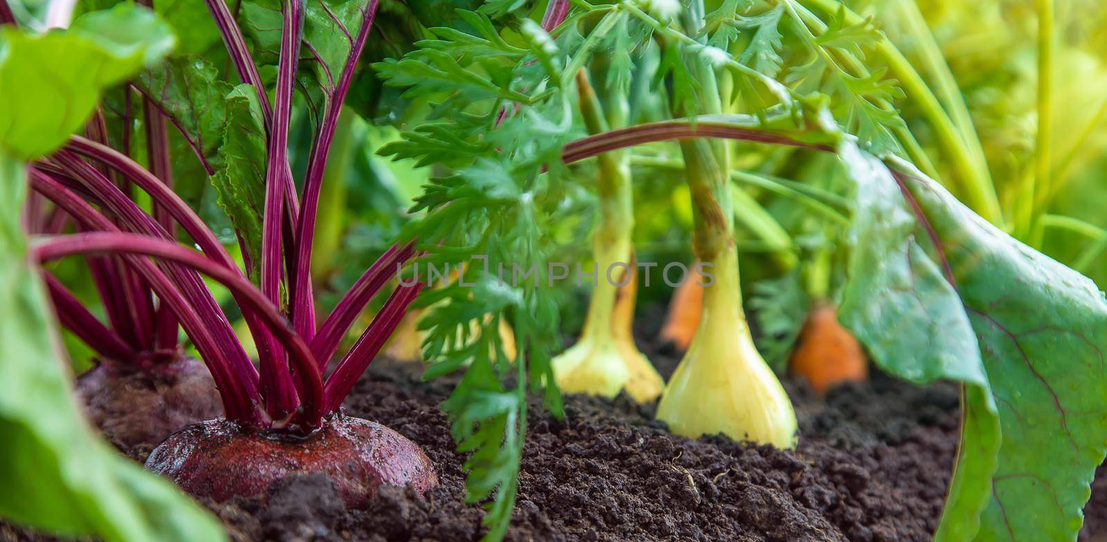 Vegetables grow in the garden. Selective focus. by yanadjana