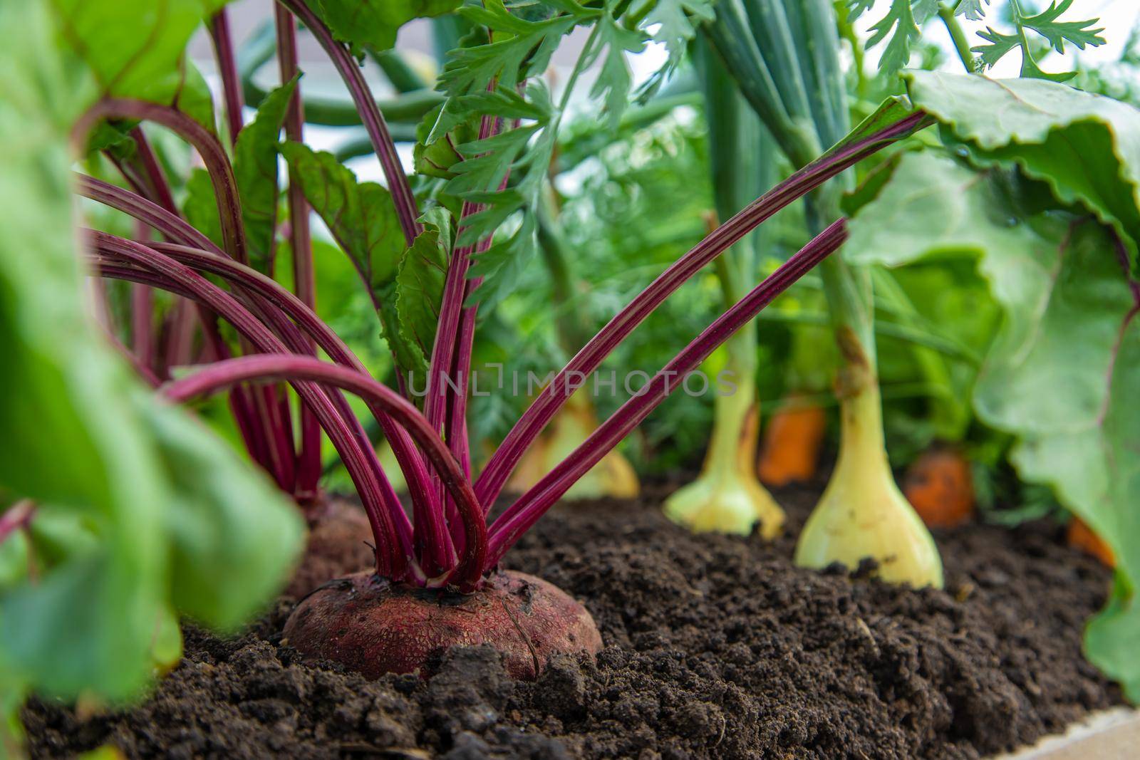 Vegetables grow in the garden. Selective focus. by yanadjana