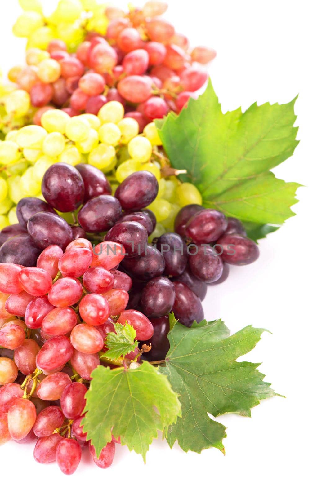 Red and white grapes, wine grapes.