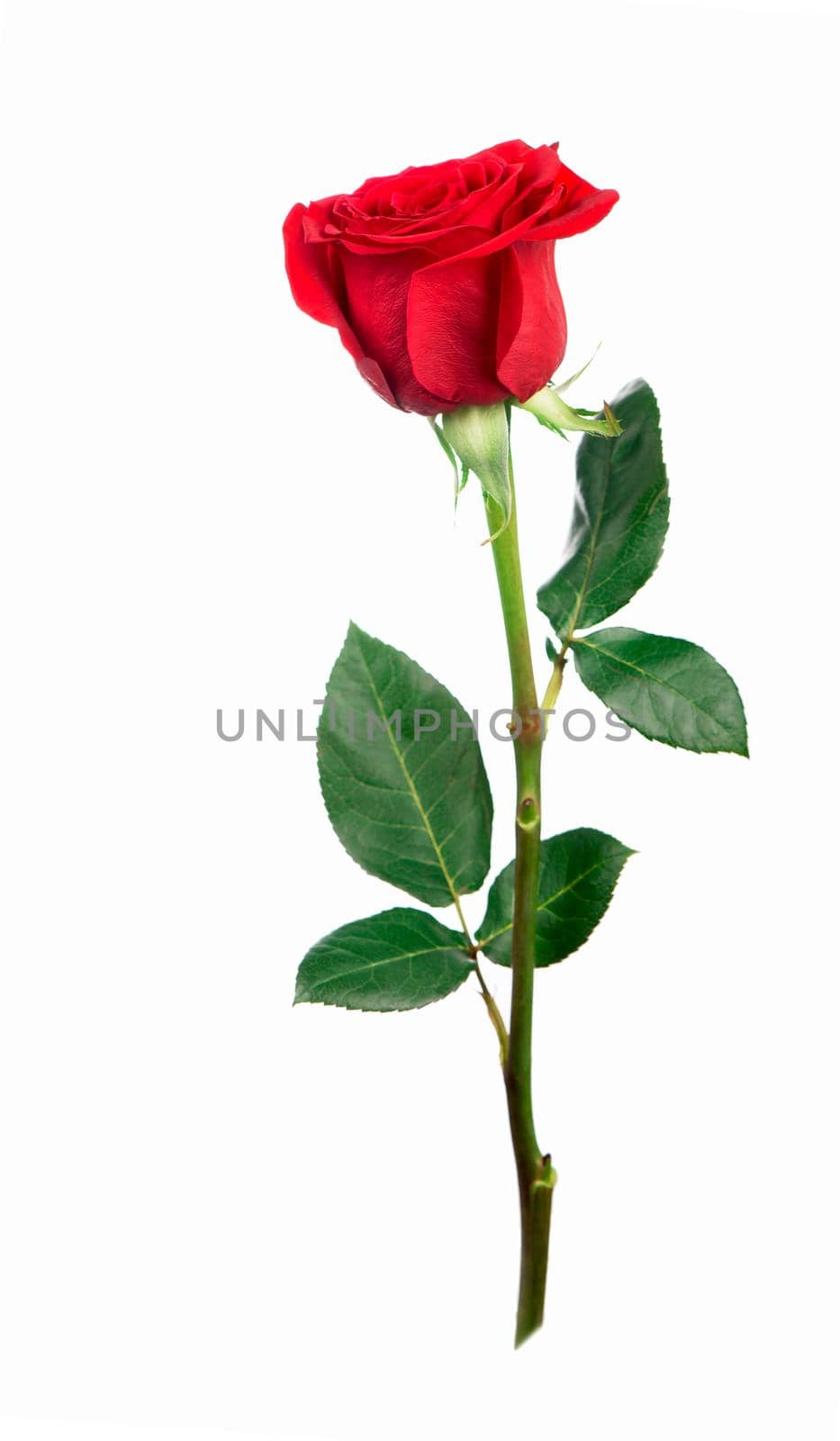 red rose on a white background