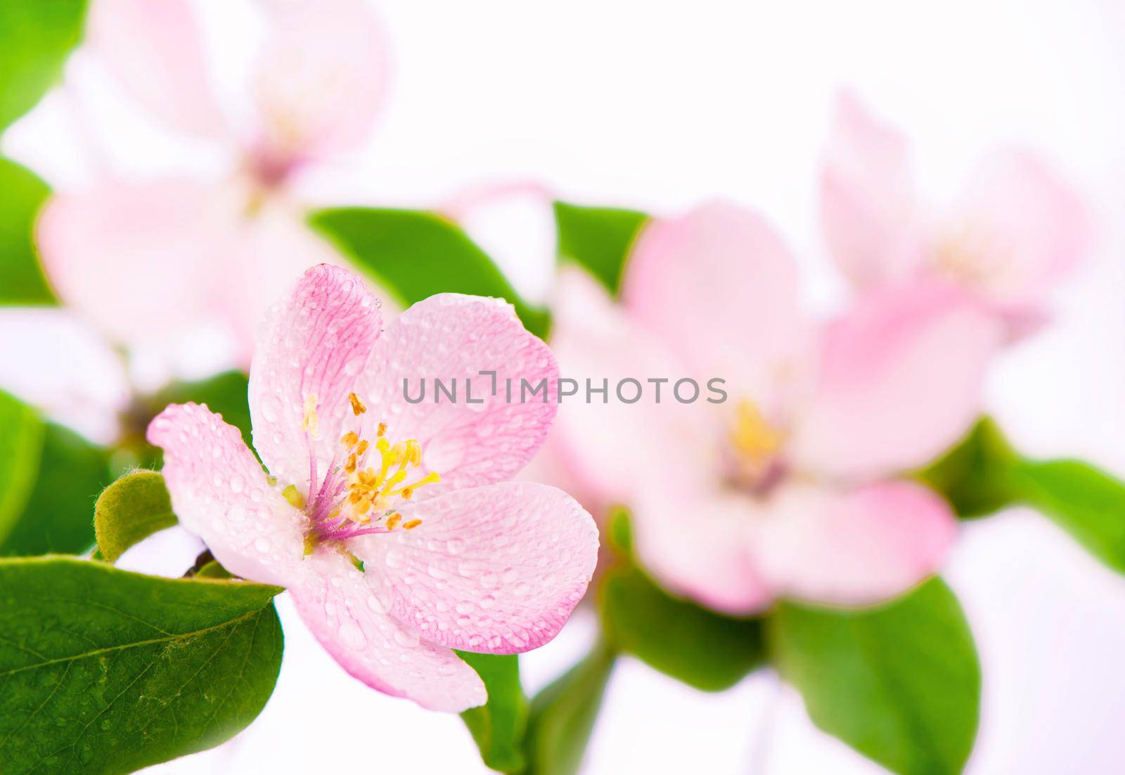 apple tree blossoms with green leaves isolated on white background