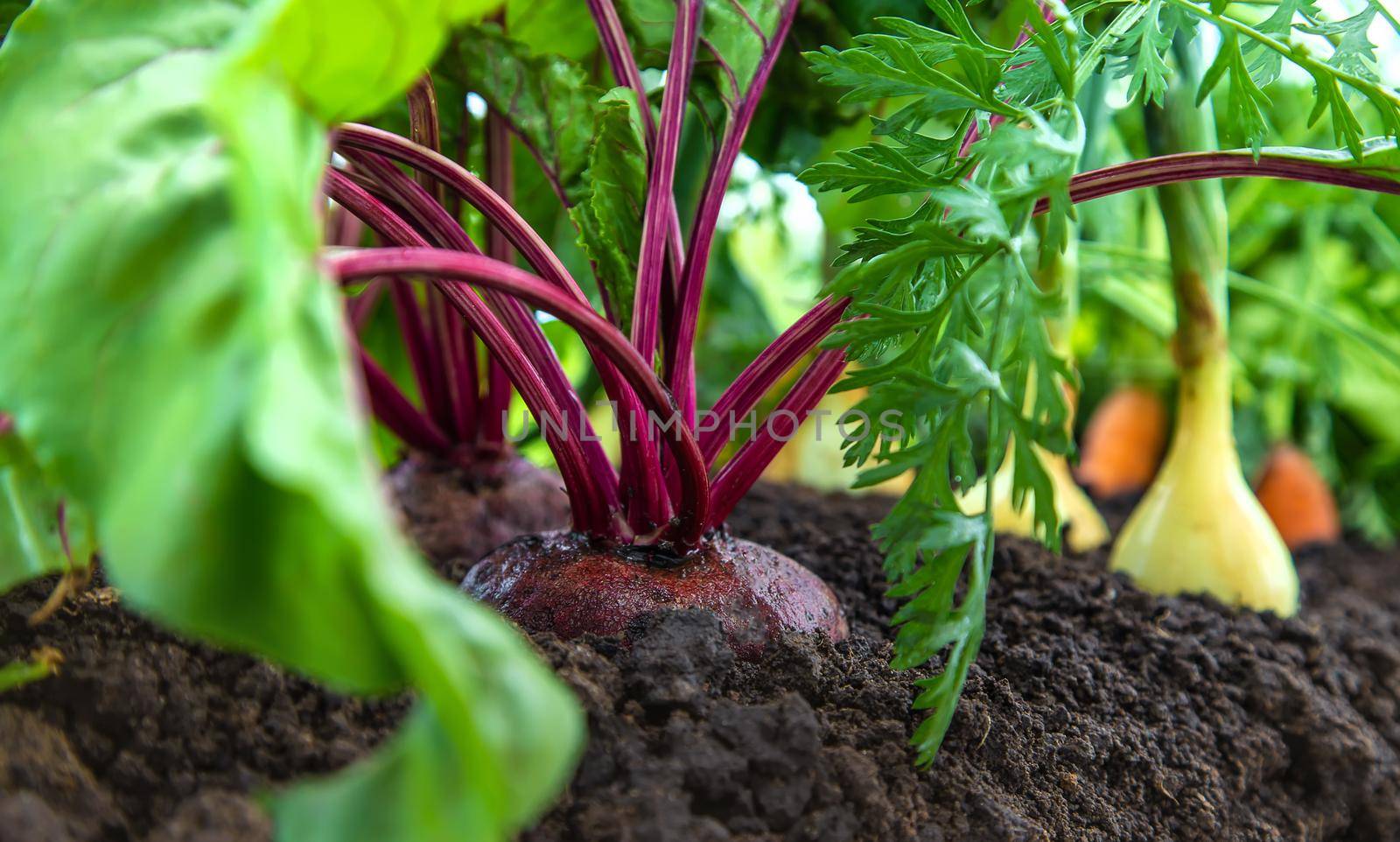 Vegetables grow in the garden. Selective focus. Food.