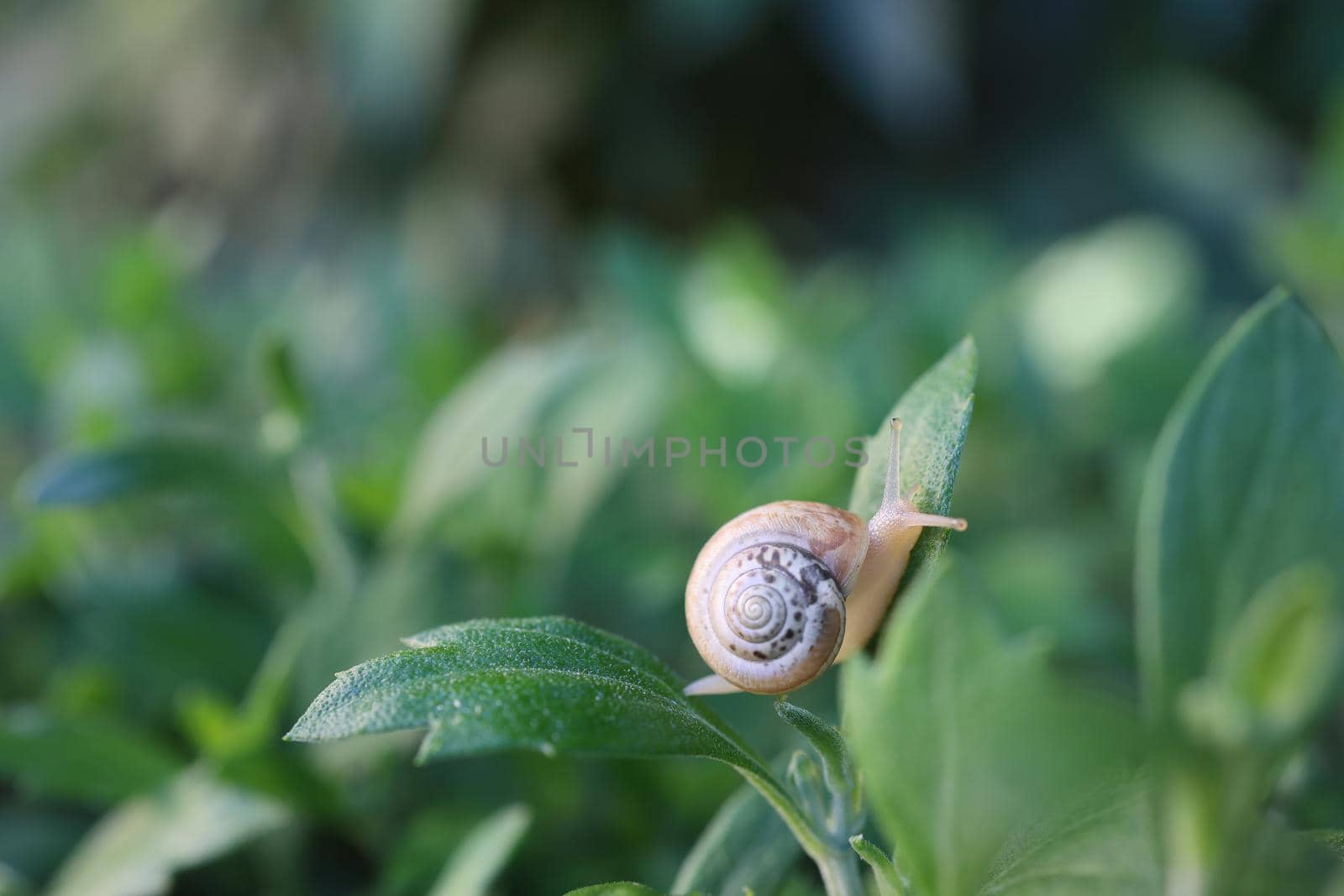 small snail in a shell crawls on the grass, a summer day in the garden. close up of small snail on plant leaf in garden outdoor, mollusk macro, nature, insect, animal
