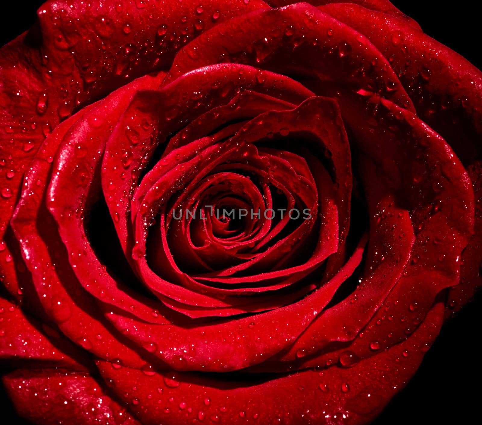 close up of roses on white background