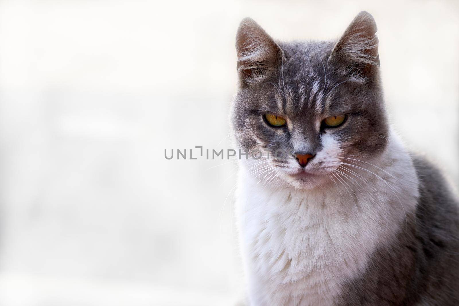 Serious gray cat. Protector of the house from mice and evil spirits. isolated by jovani68