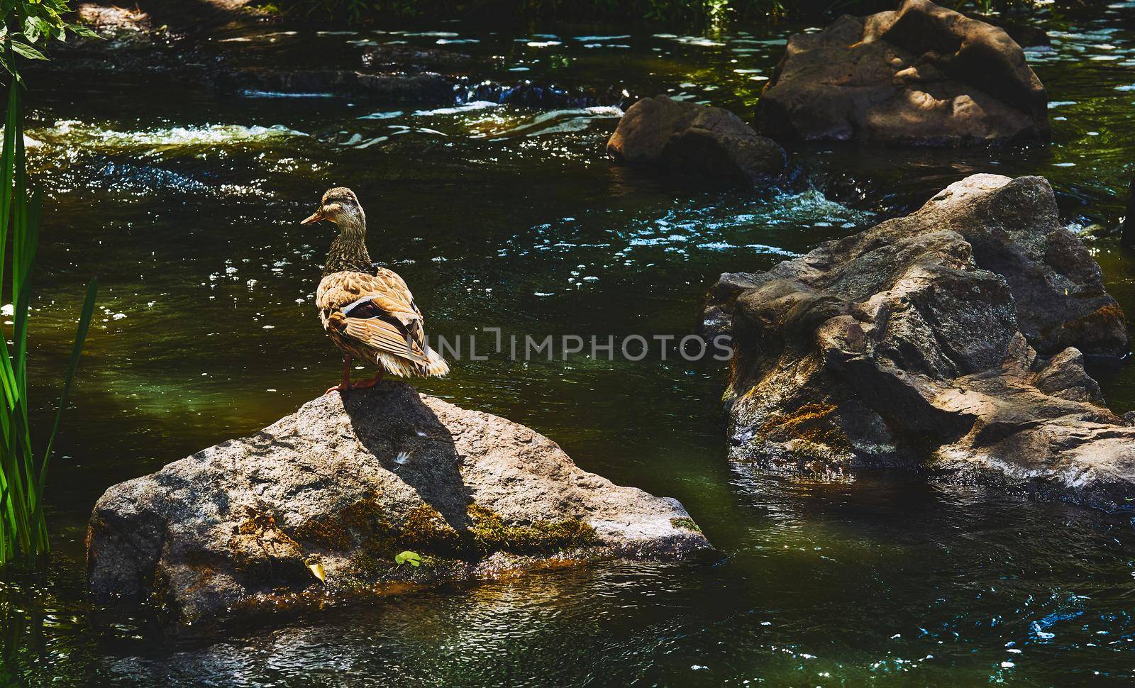 Wild brown duck walking on volcanic rocks on a river by jovani68