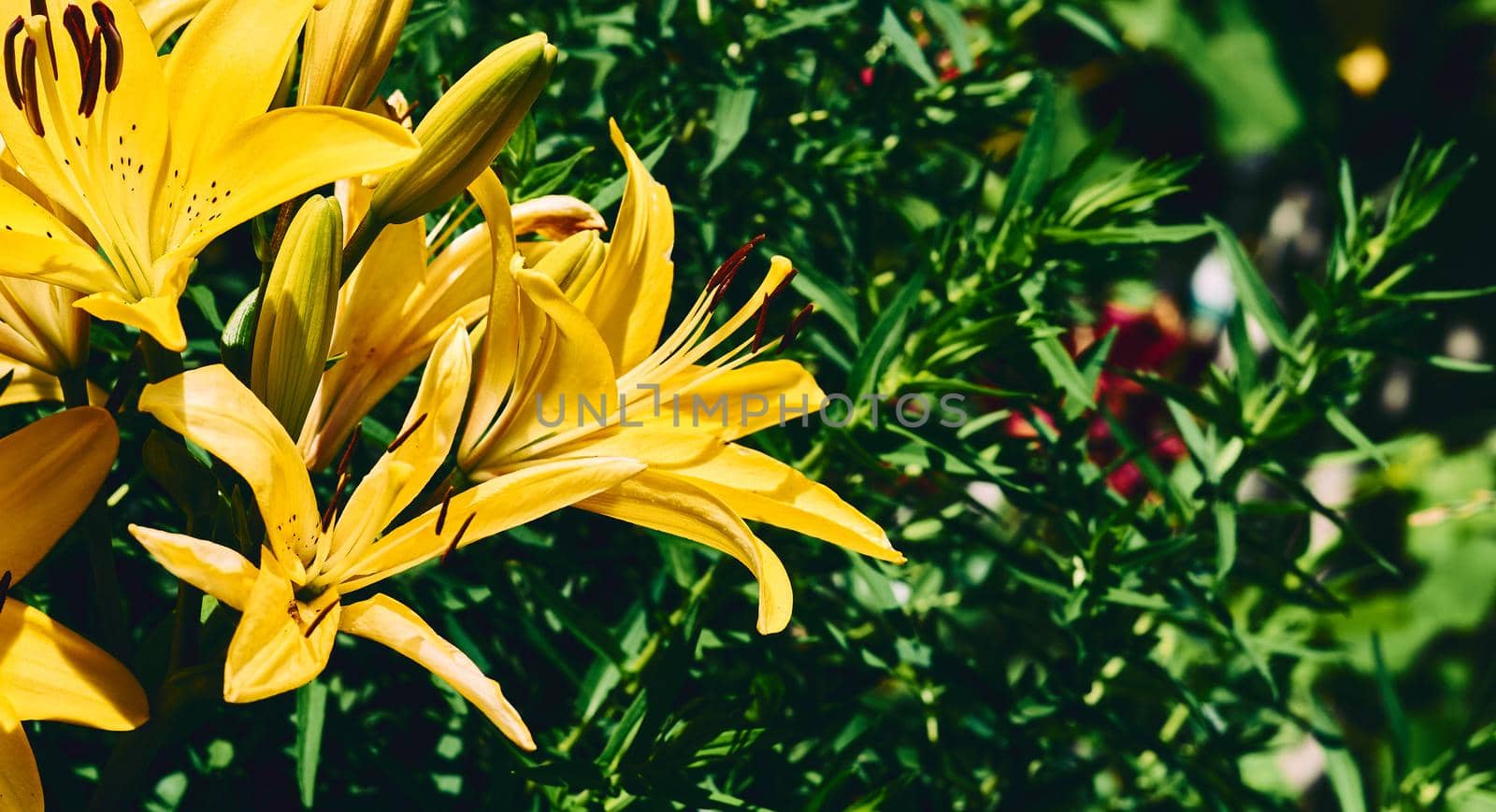 Summer bright dance of gladiolus morning gold among lush greenery by jovani68