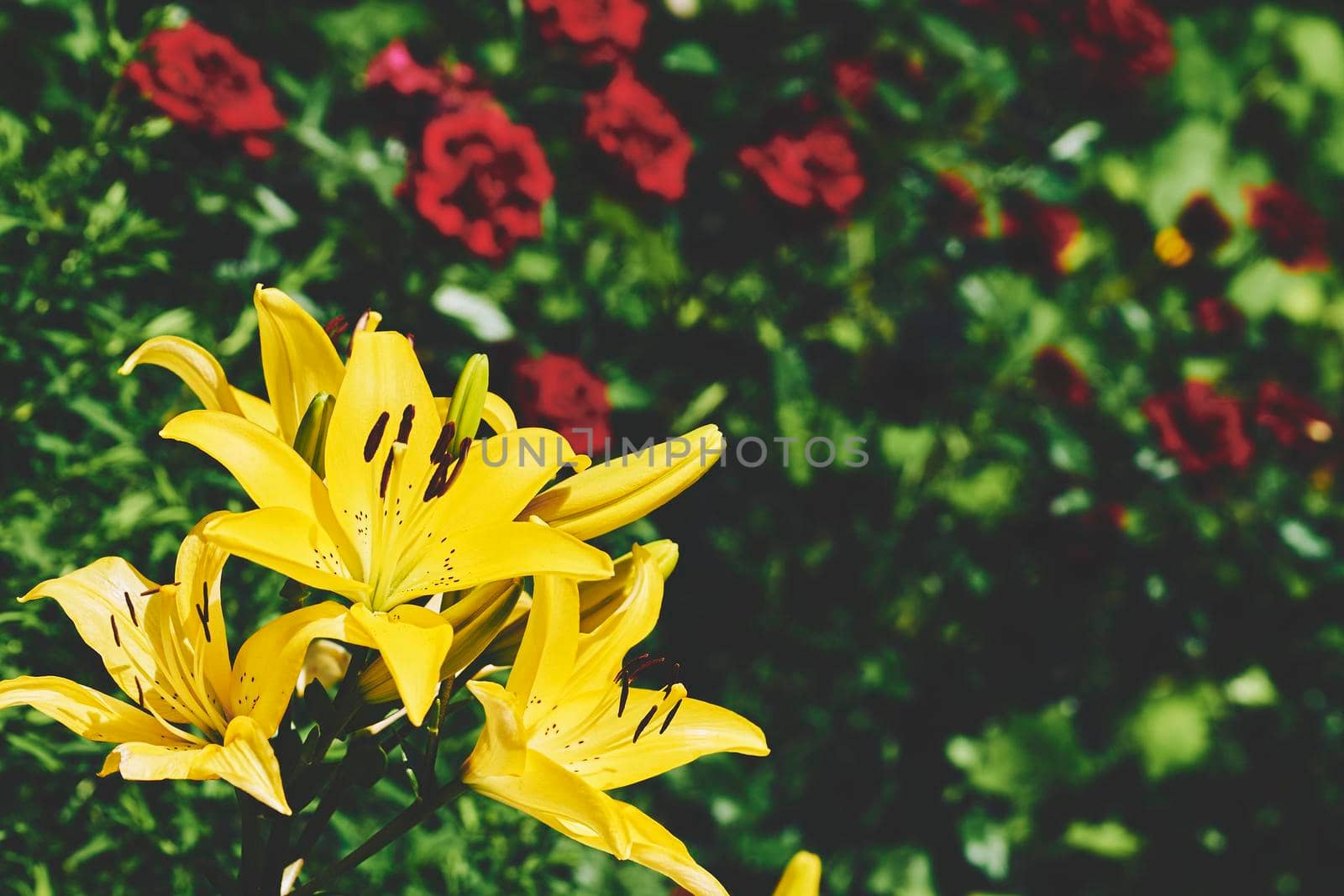 an Old World plant of the iris family, with sword-shaped leaves and spikes of brightly colored flowers, popular in gardens and as a cut flower.