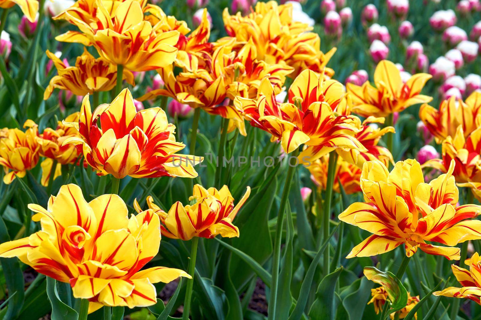 Delicate yellow red tulips terry variety on a green garden bed by jovani68