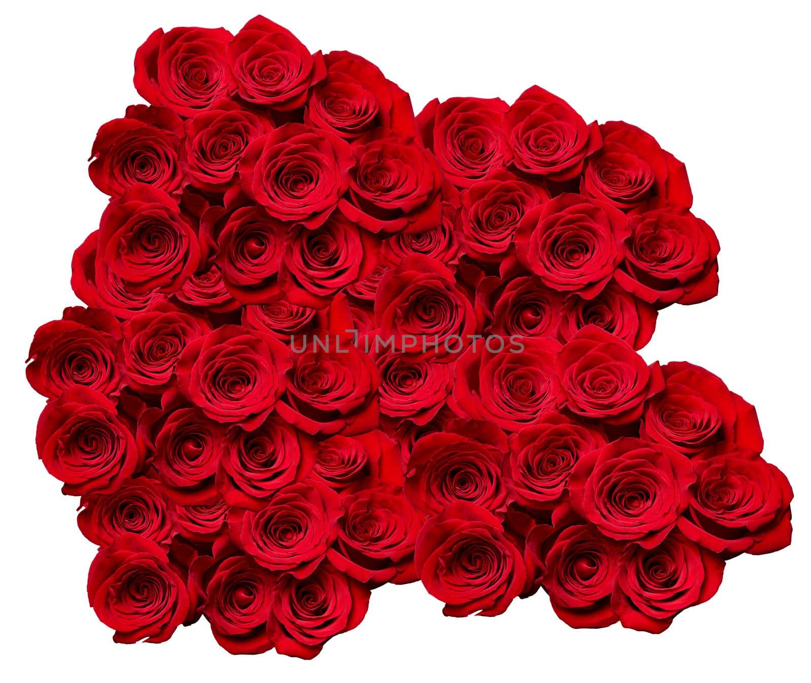 close up of roses on white background