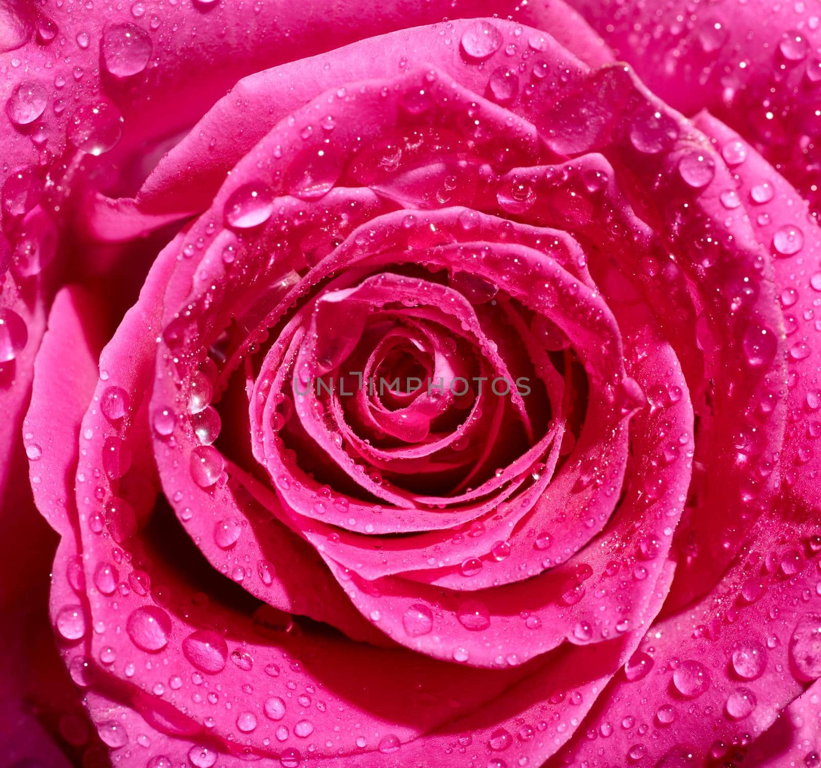 close up of roses on white background