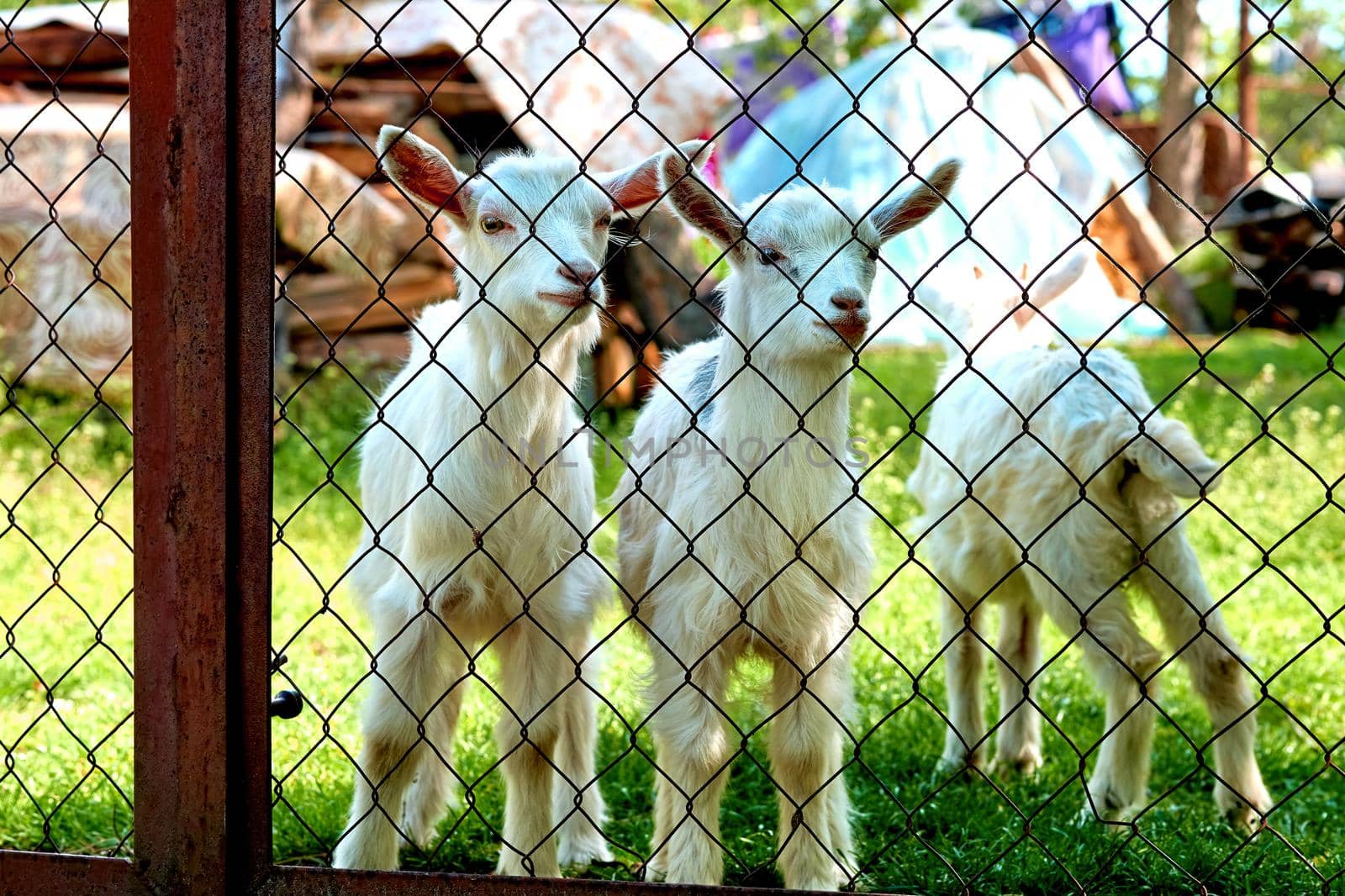 Little funny white goats on a juicy green lawn in the aviary by jovani68