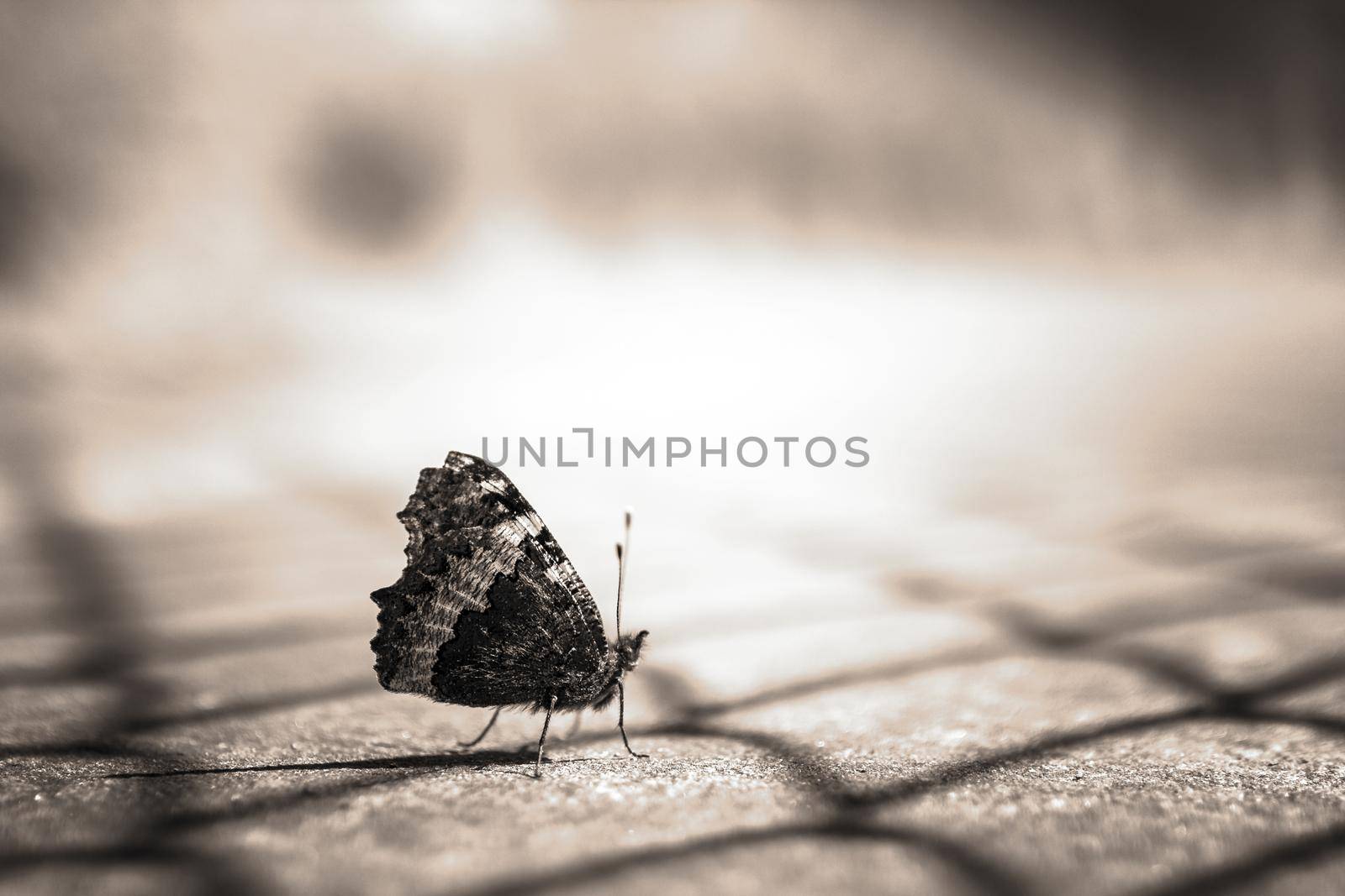 Close up of a butterfly on blurry vintage background