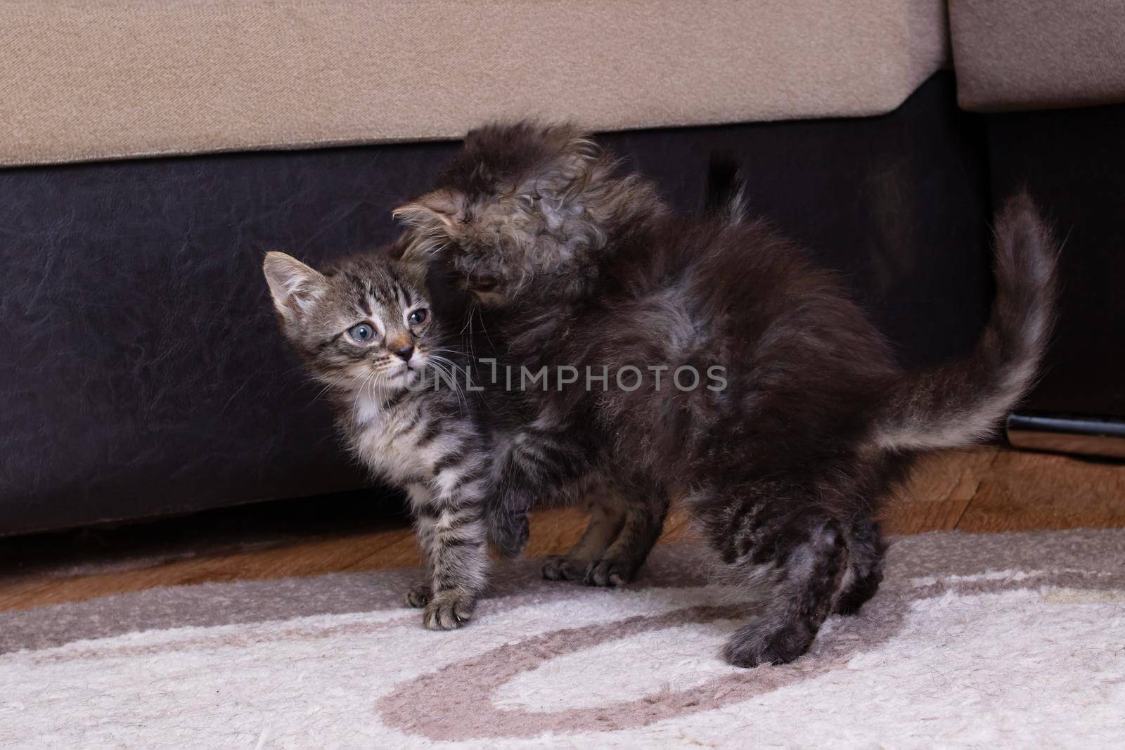 Two little little kittens playing at home close up