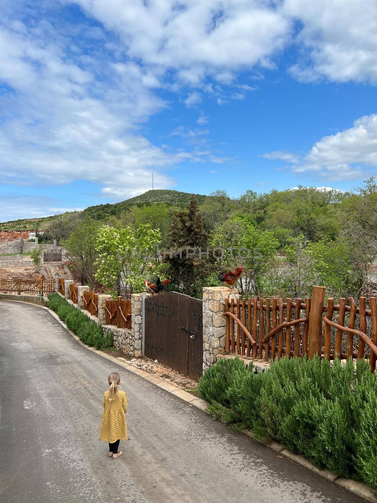 Little girl stands in front of a fence and looks at the roosters sitting on it. High quality photo