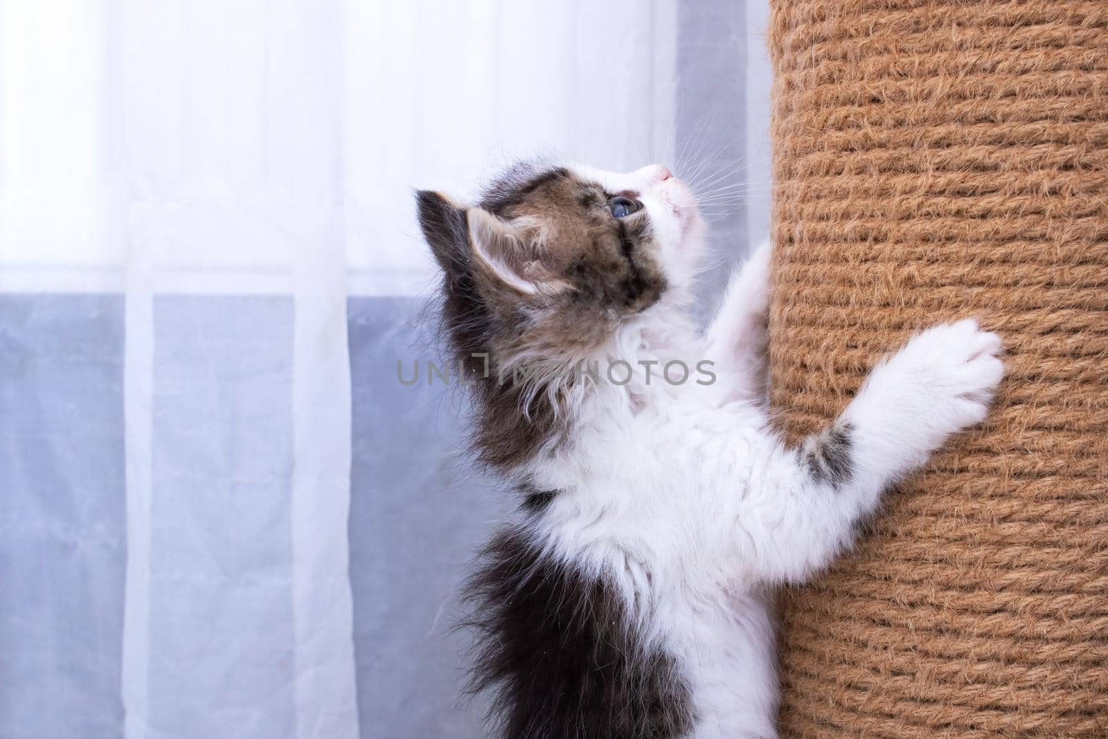 A little kitten plays with a scratching post close up