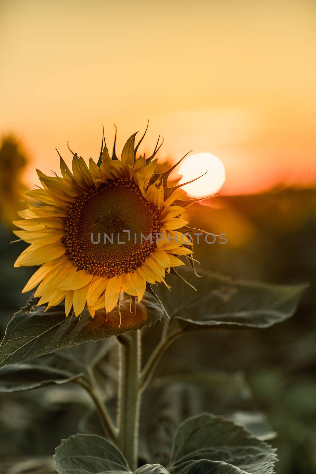 A beautiful field of sunflowers against the sky in the evening light of a summer sunset. Sunbeams through the flower field. Natural background. Copy space. by Matiunina