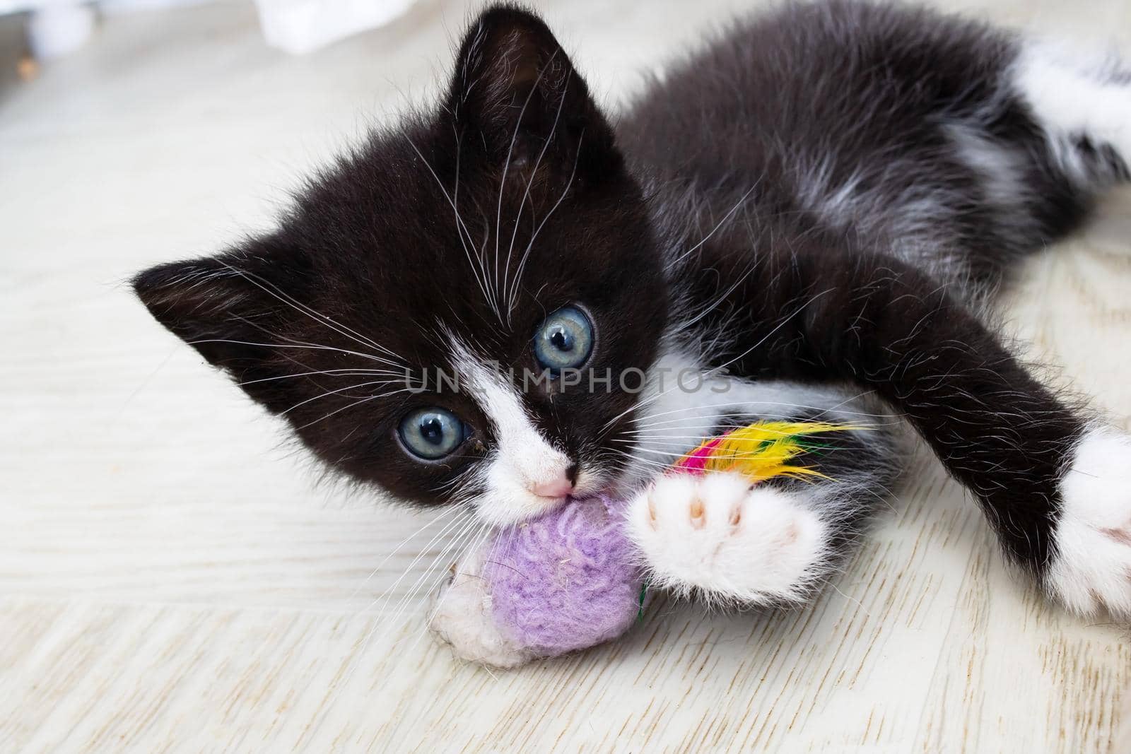 Cheerful black kitten playing with a toy close up