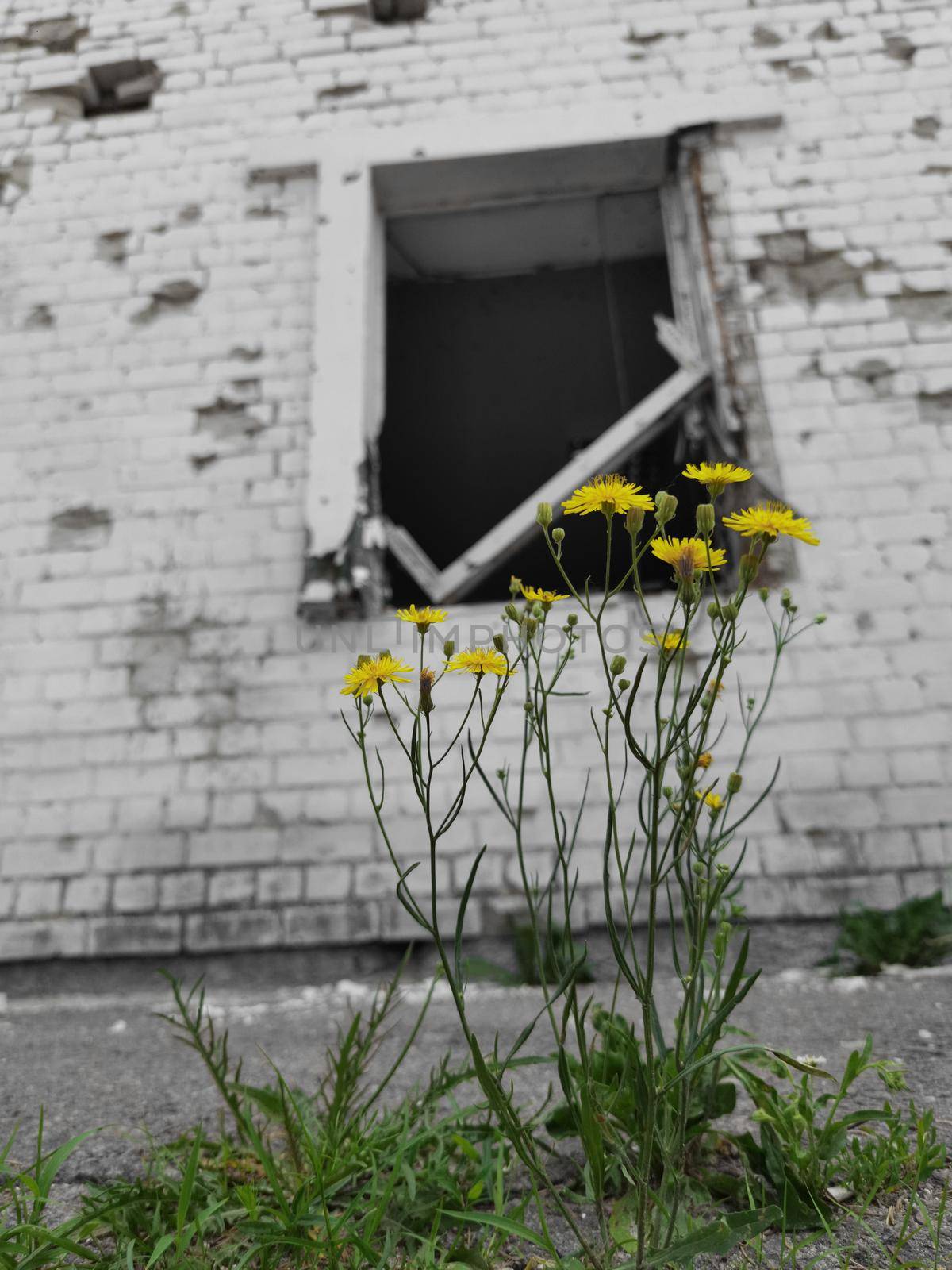 Damaged ruined houses in Chernihiv near Kyiv on north of Ukraine by sarymsakov