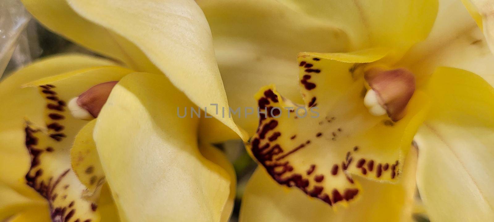 natural flowers with vibrant colors, planted in vases