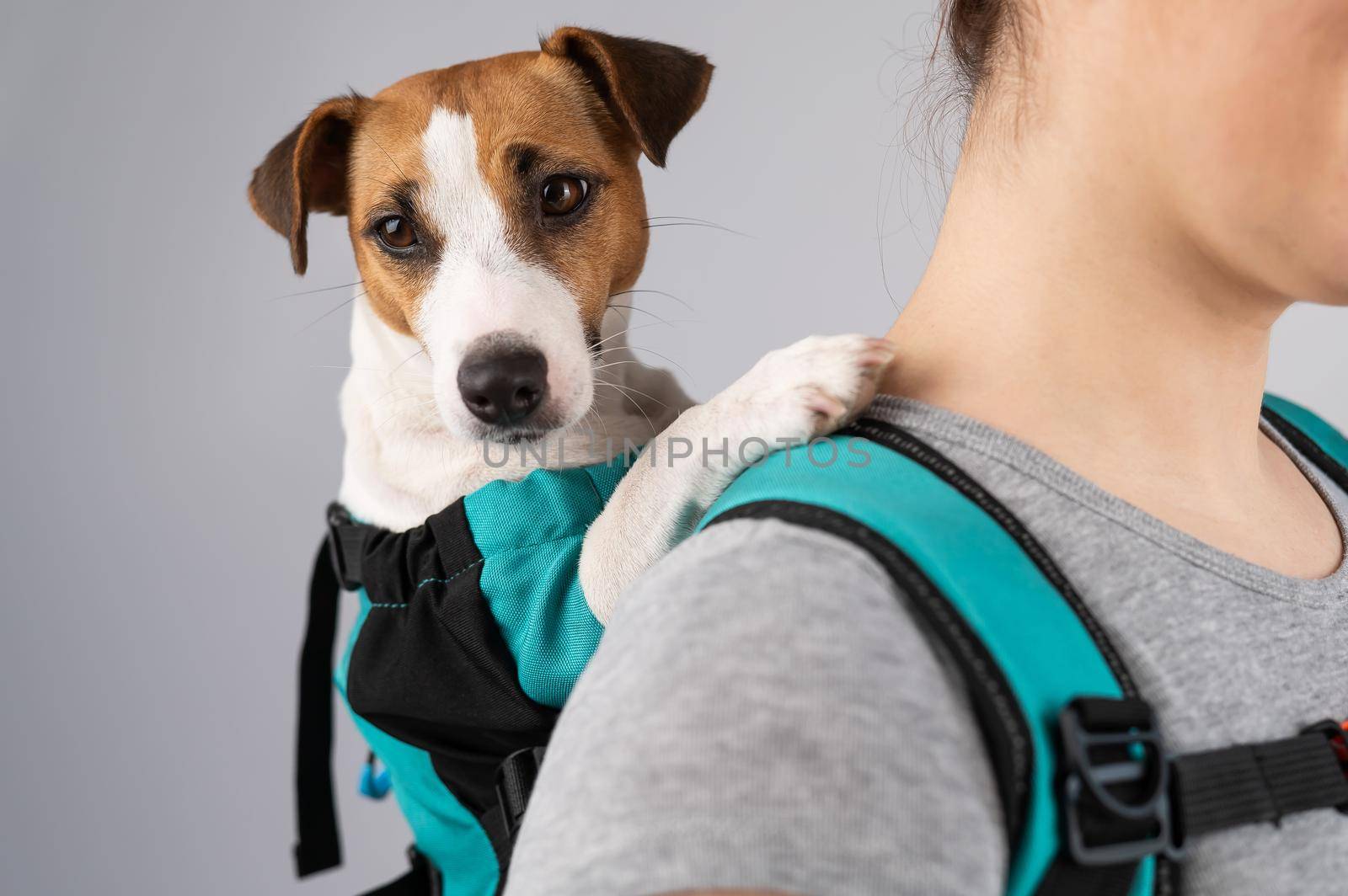 Caucasian woman carries jack russell terrier dog in her backpack. by mrwed54