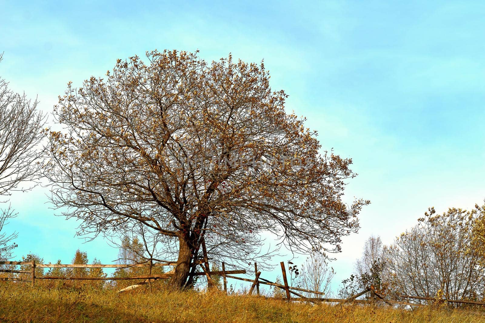 Autumn is the most colorful time of the year from all seasons, when nature changes its usual appearance to golden colors in glimpses of autumn sun. A tree with yellowed leaves and a old wooden fence