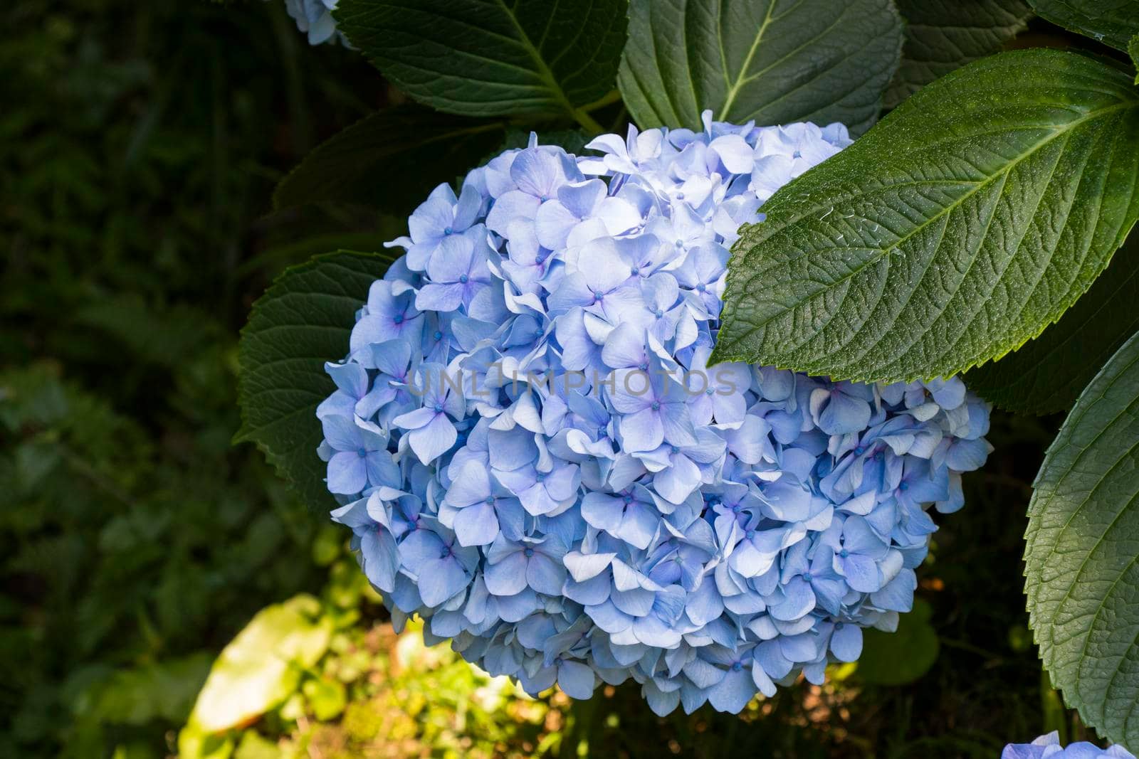 Hydrangea blue flower close-up in Batumi, botanic garden by Taidundua