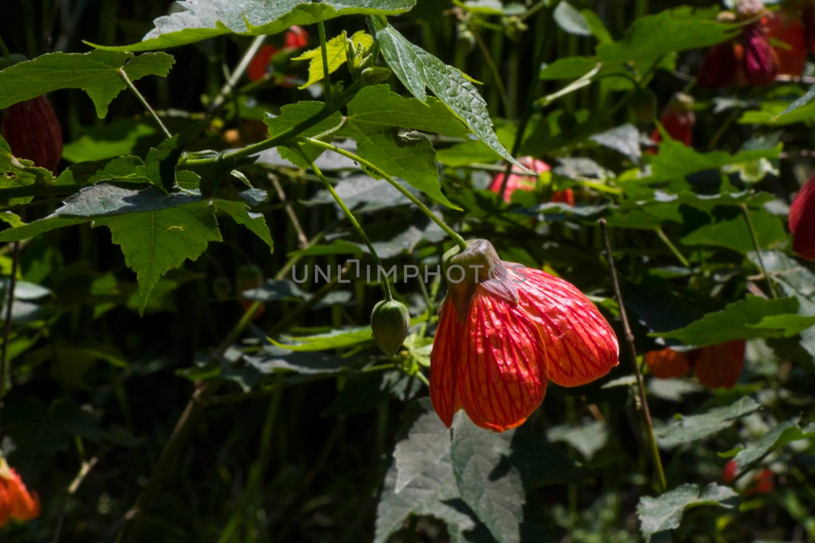 Abutilon striatum flower, red flower, malvaceae by Taidundua