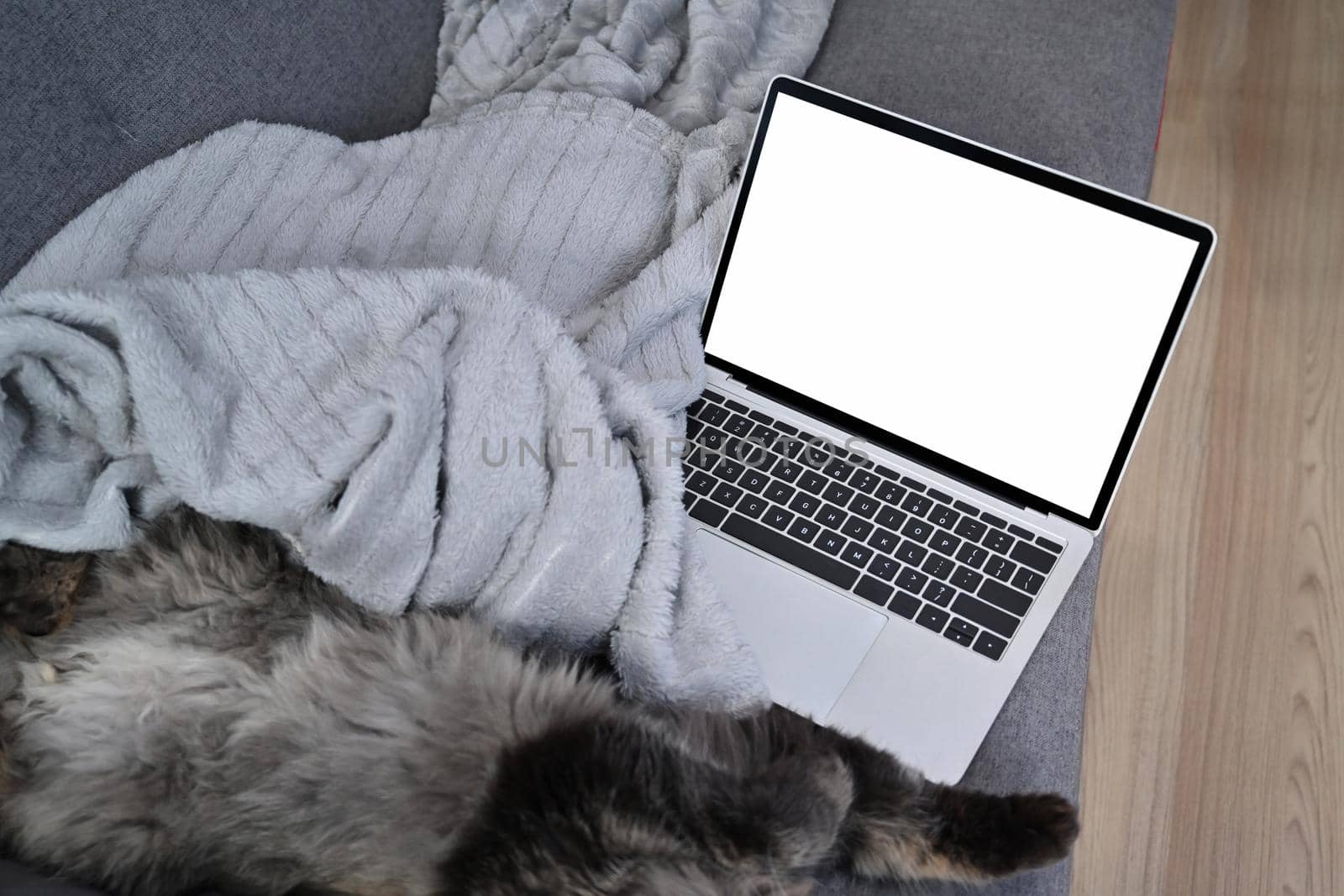 Mock up computer laptop and cute cat on comfortable sofa. by prathanchorruangsak