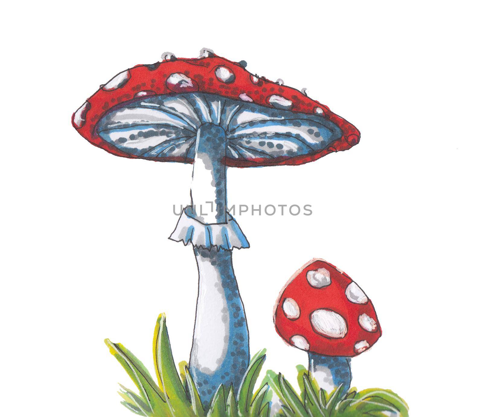 Hand drawn illustration Amanita on white background. Inedible mushrooms. by tenny_rosehip