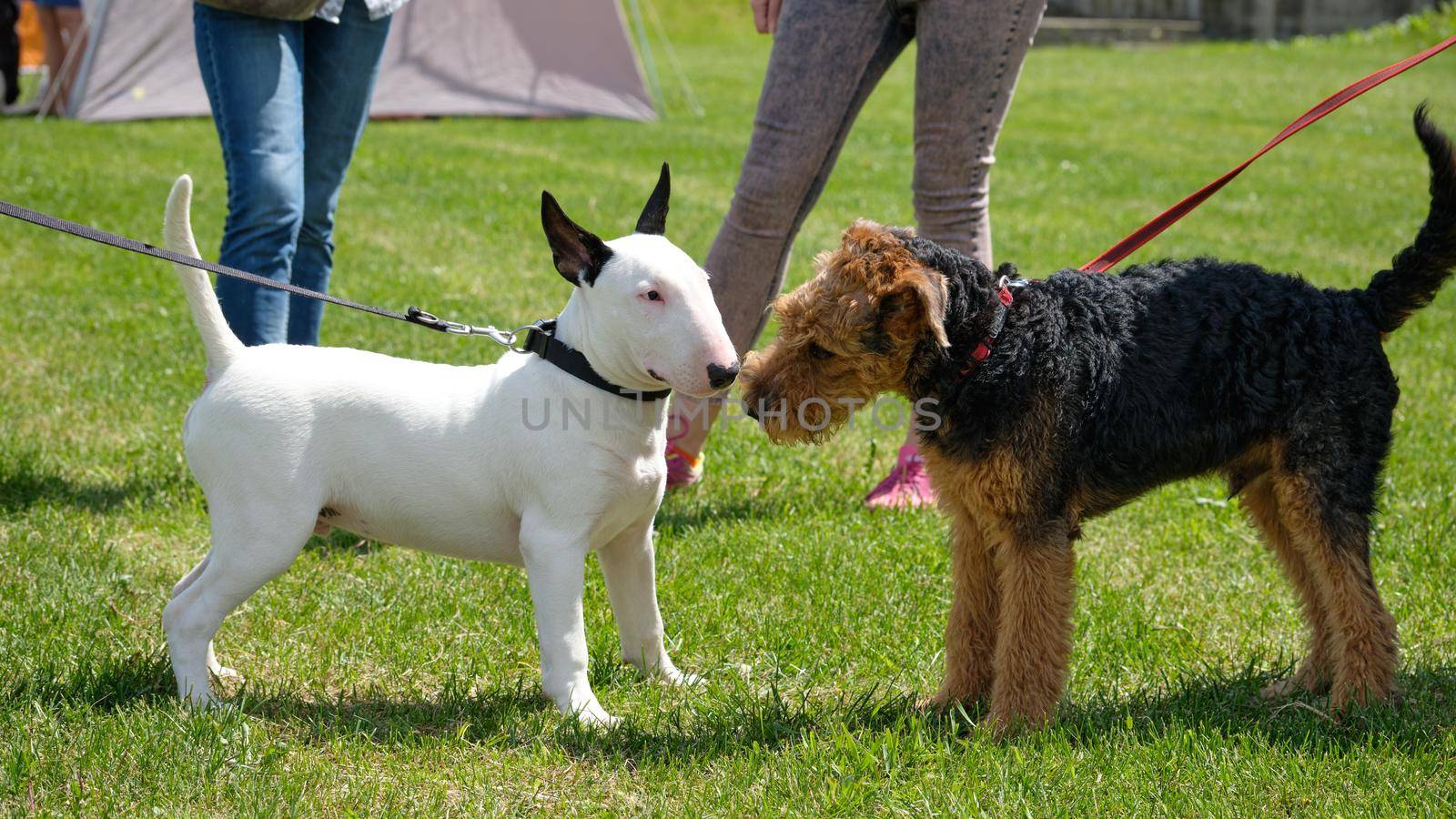 Acquaintance of terrier dogs of different breeds Welsh and bull terrier.