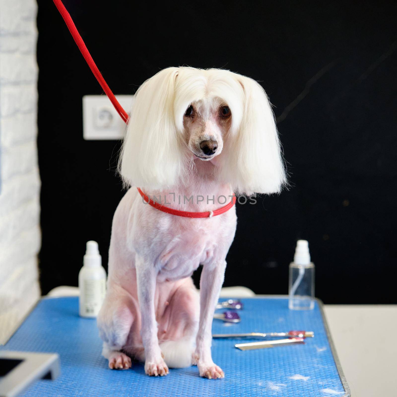 Chinese crested dog on a grooming table in an animal salon.