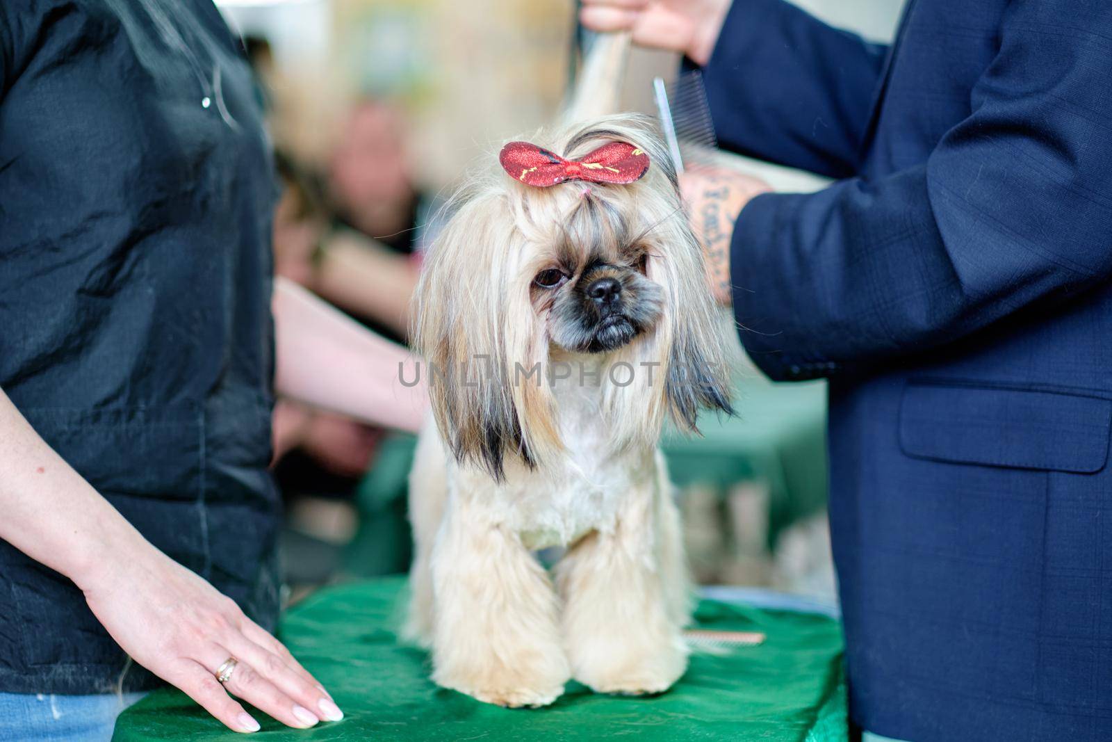 Beautiful funny shih tzu dog at the groomer's table with a butterfly for hair on his head by Ihar