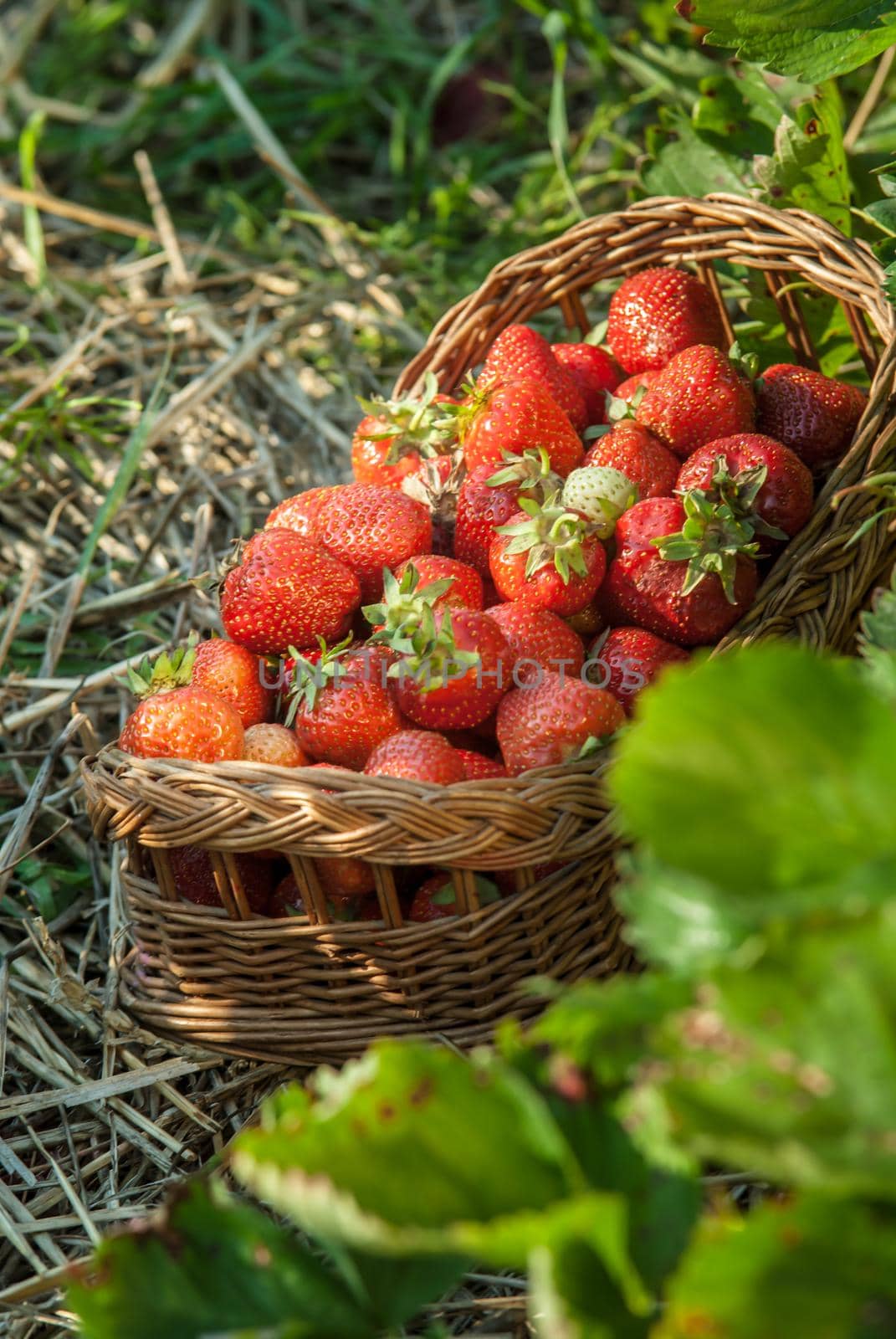 strawberrry field with basket of fresh picked fruits