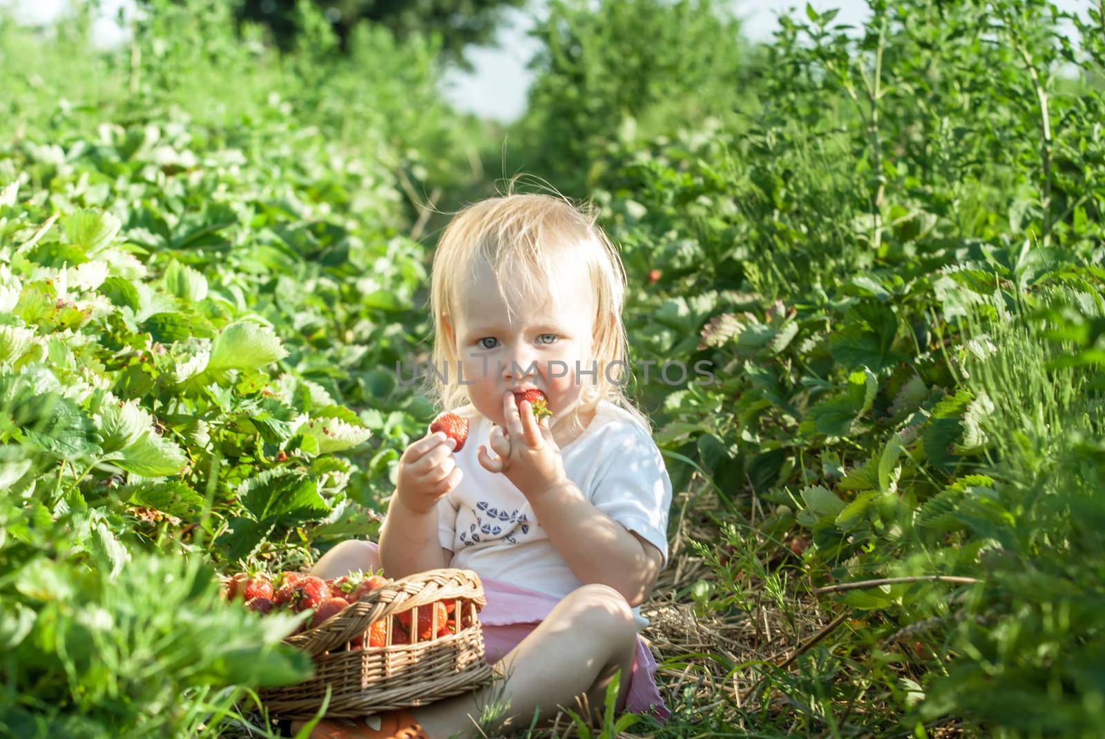 baby on eating strawberrry on field with basket of fresh picked fruits