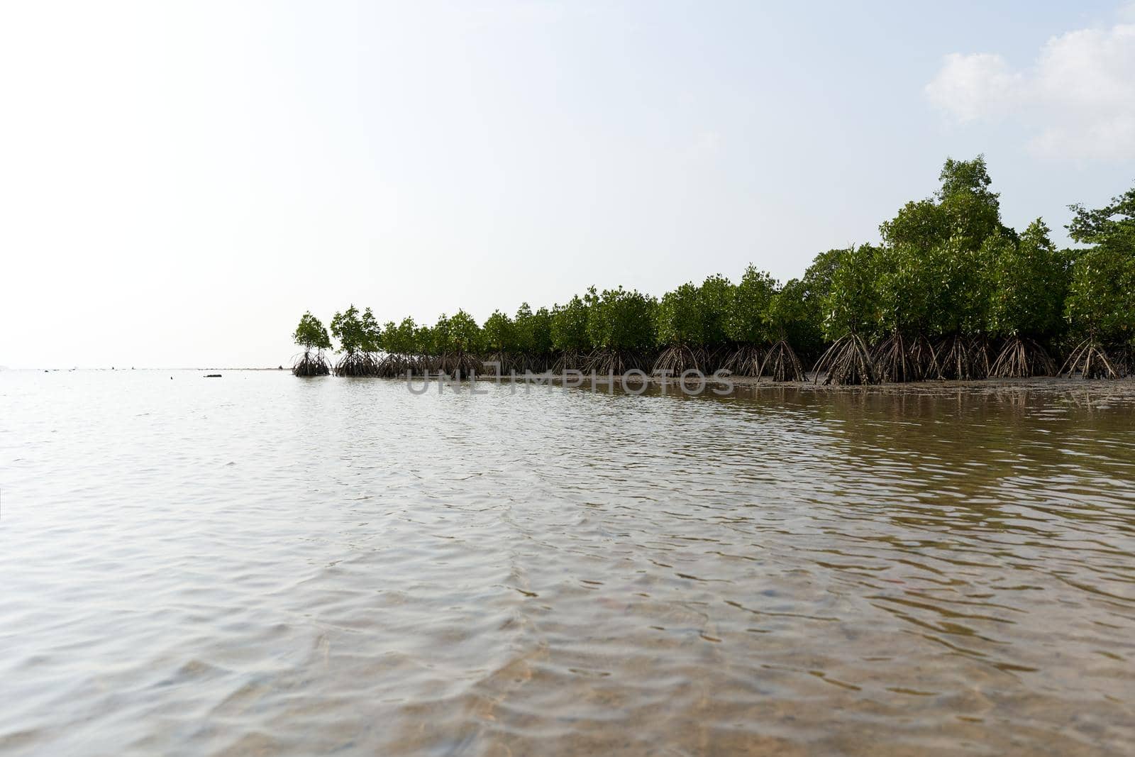 Ko Phangan, Thailand, March 15, 2022: panoramic view of a mangrove with tropical plants