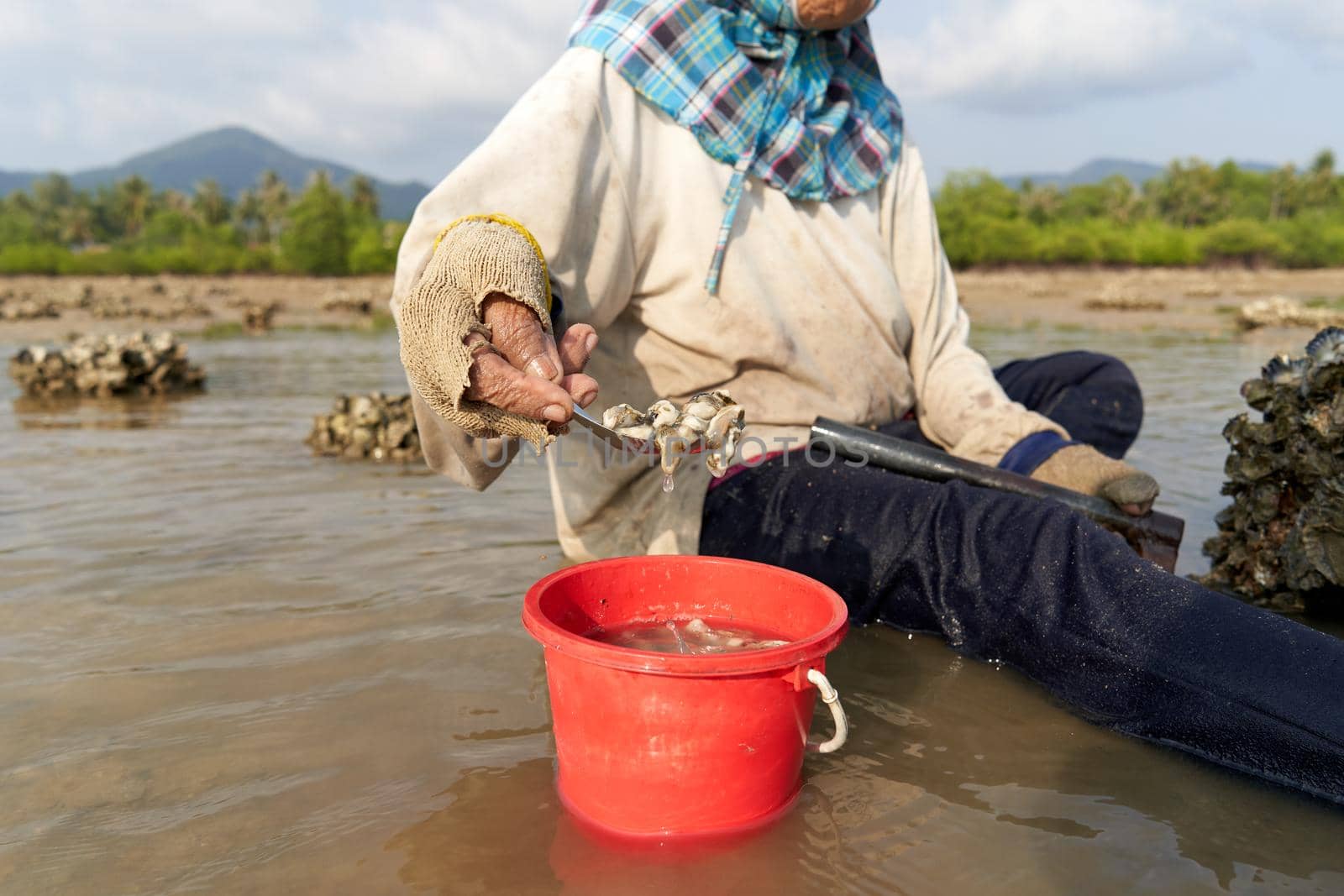 Ko Phangan, Thailand, March 15, 2022: woman putting collected clams in a pot by WesternExoticStockers