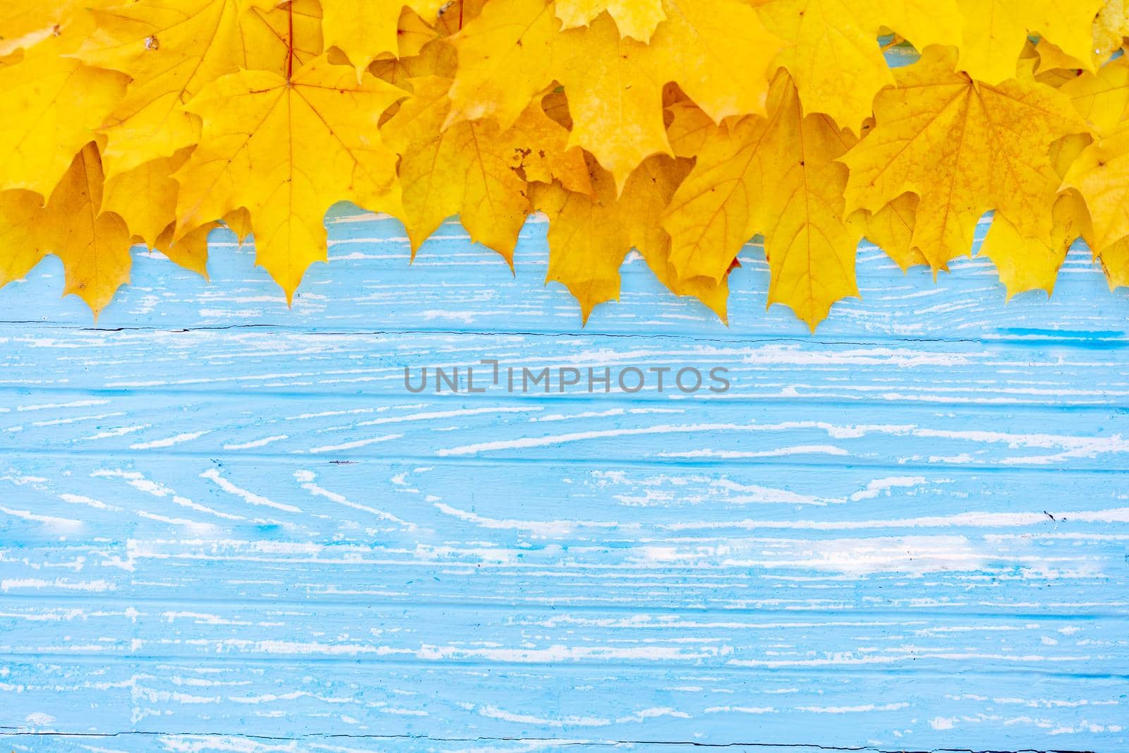 Autumn leaves frame on one up side wooden blue background top view Fall Border yellow and Orange Leaves vintage wood table Copy space. Mock up for your design. Display for product or text
