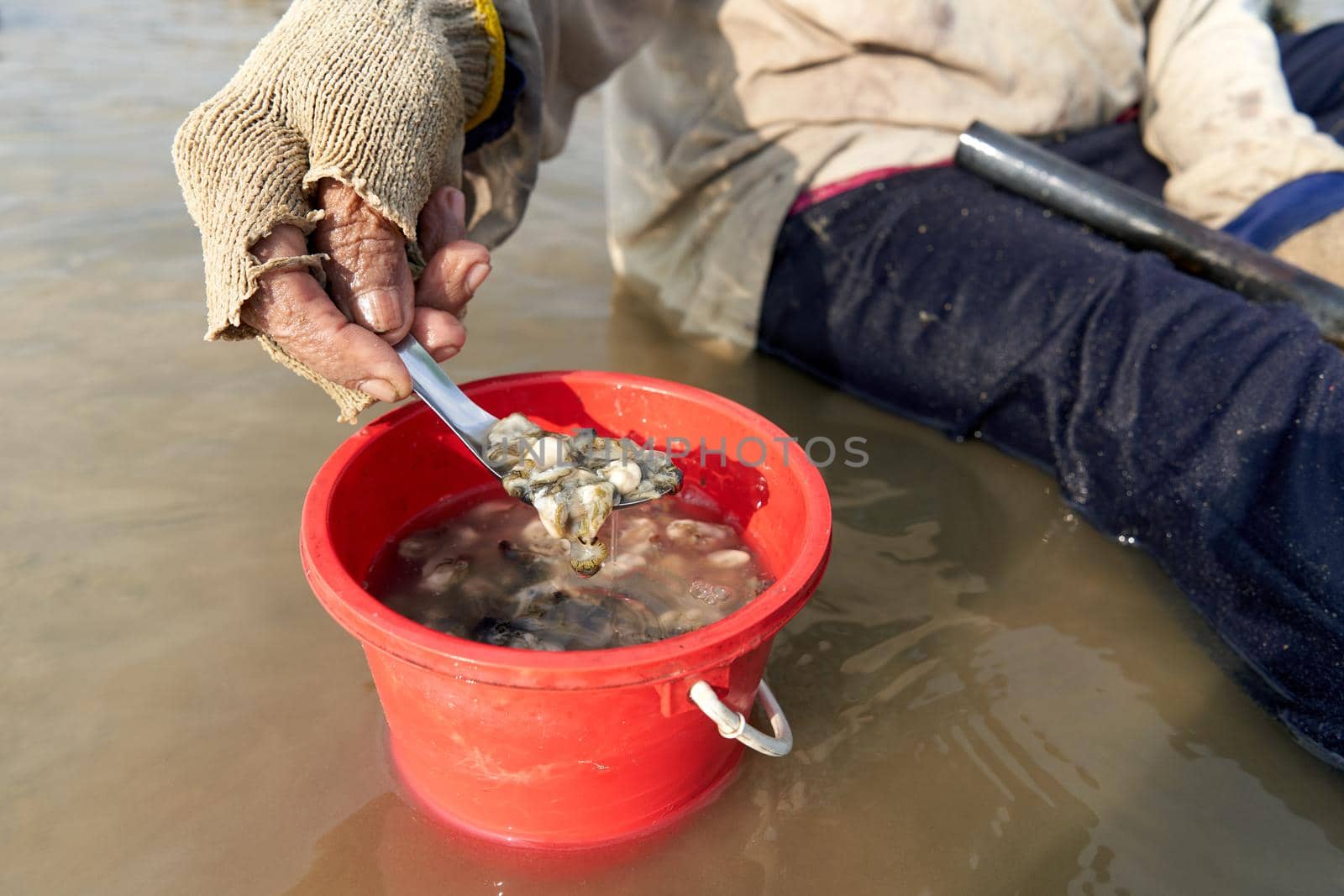 Ko Phangan, Thailand, March 15, 2022: muddy hand holding collected alive clams by WesternExoticStockers