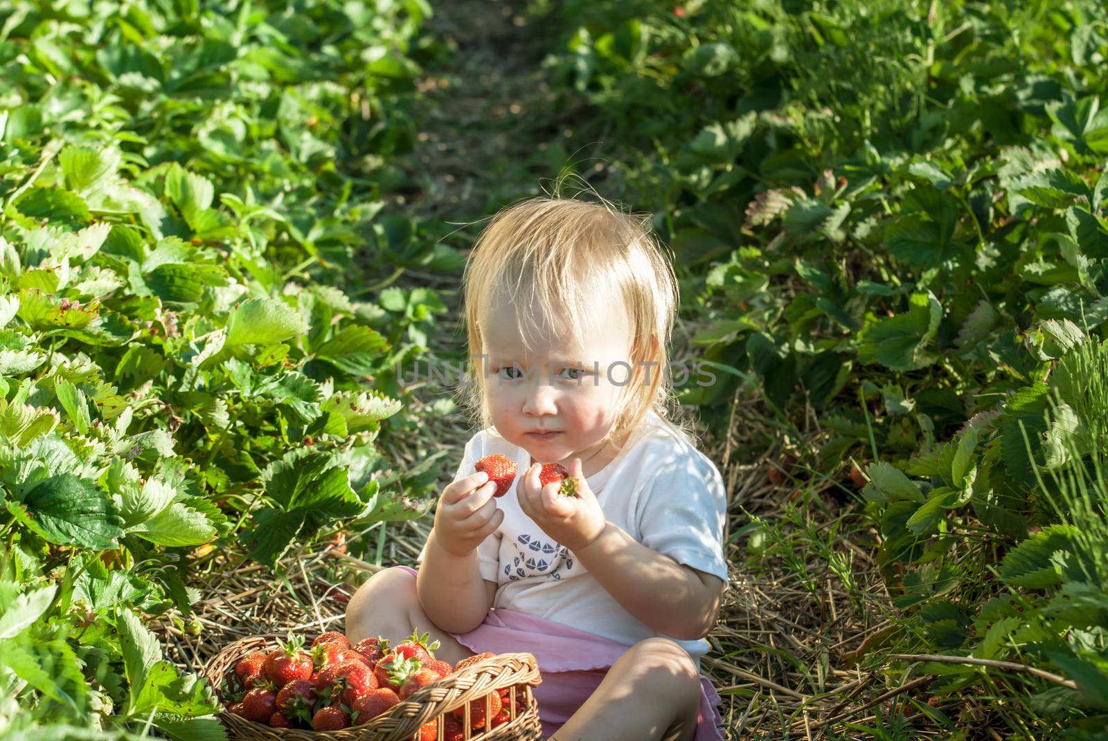 baby on eating strawberrry on field with basket of fresh picked fruits