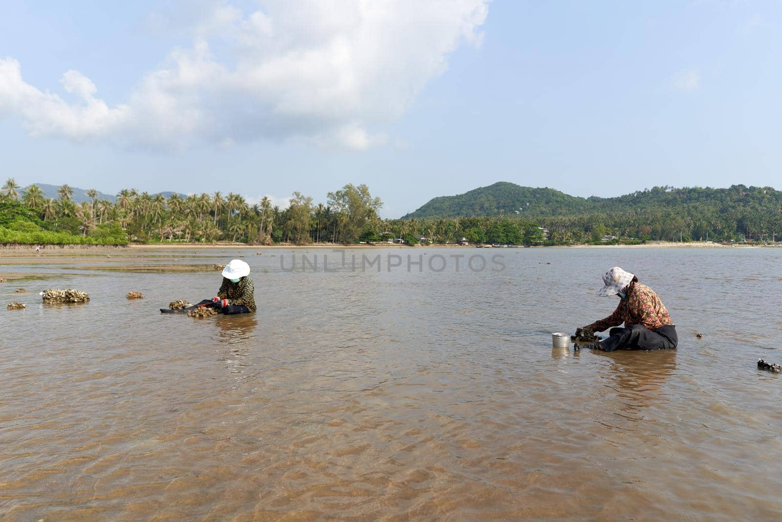 Ko Phangan, Thailand, March 15, 2022: two old woman collecting clams on the sea by WesternExoticStockers