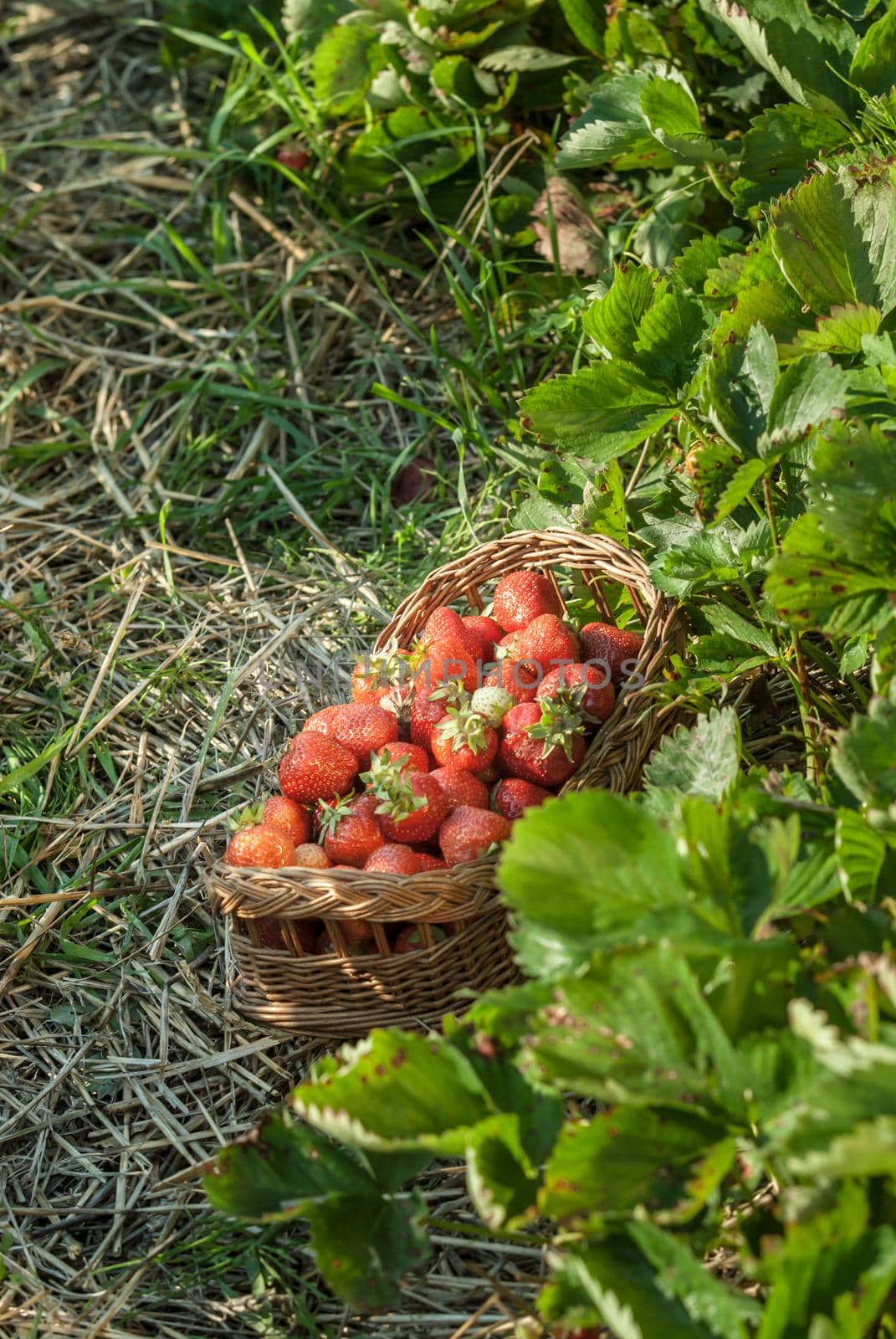 strawberrry field with basket of fresh picked fruits