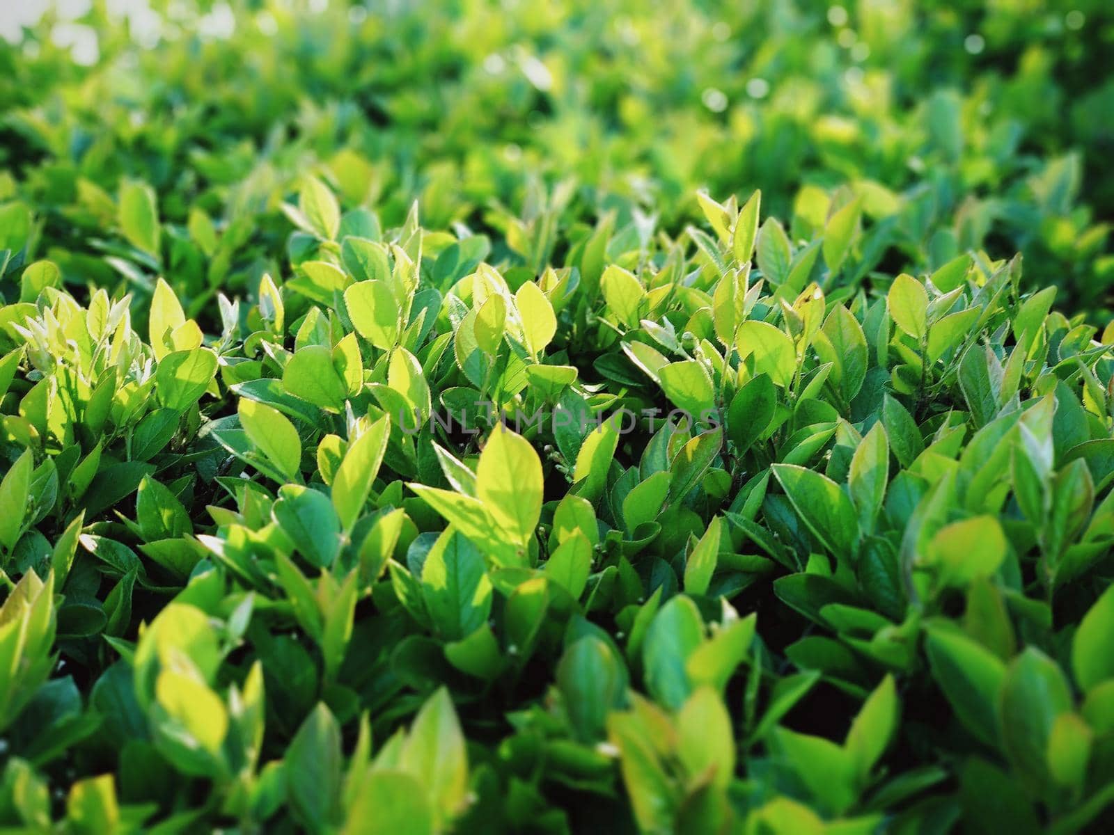 Bright green leaves of plants under the light of the summer sun by ProjectStockman