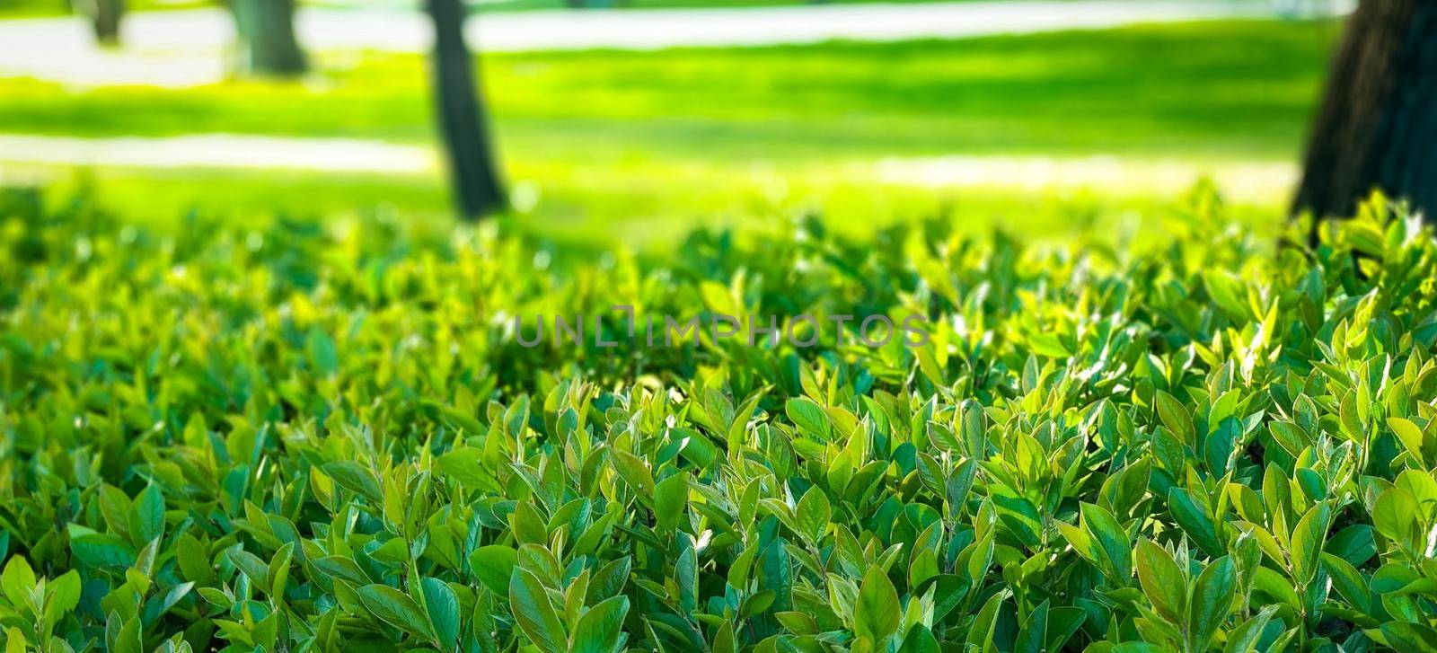 Close-up of bright green leaves on in the light of the sun by ProjectStockman