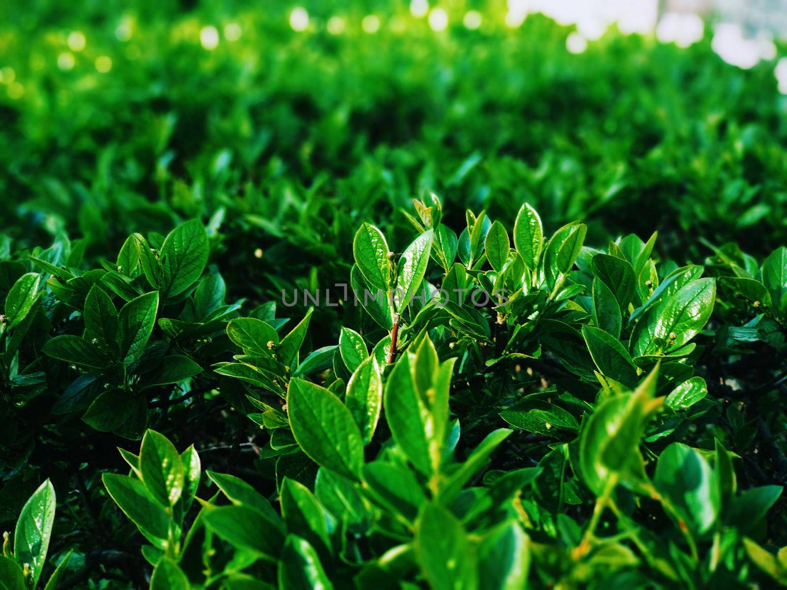 Bright green leaves of plants under the light of the summer sun by ProjectStockman