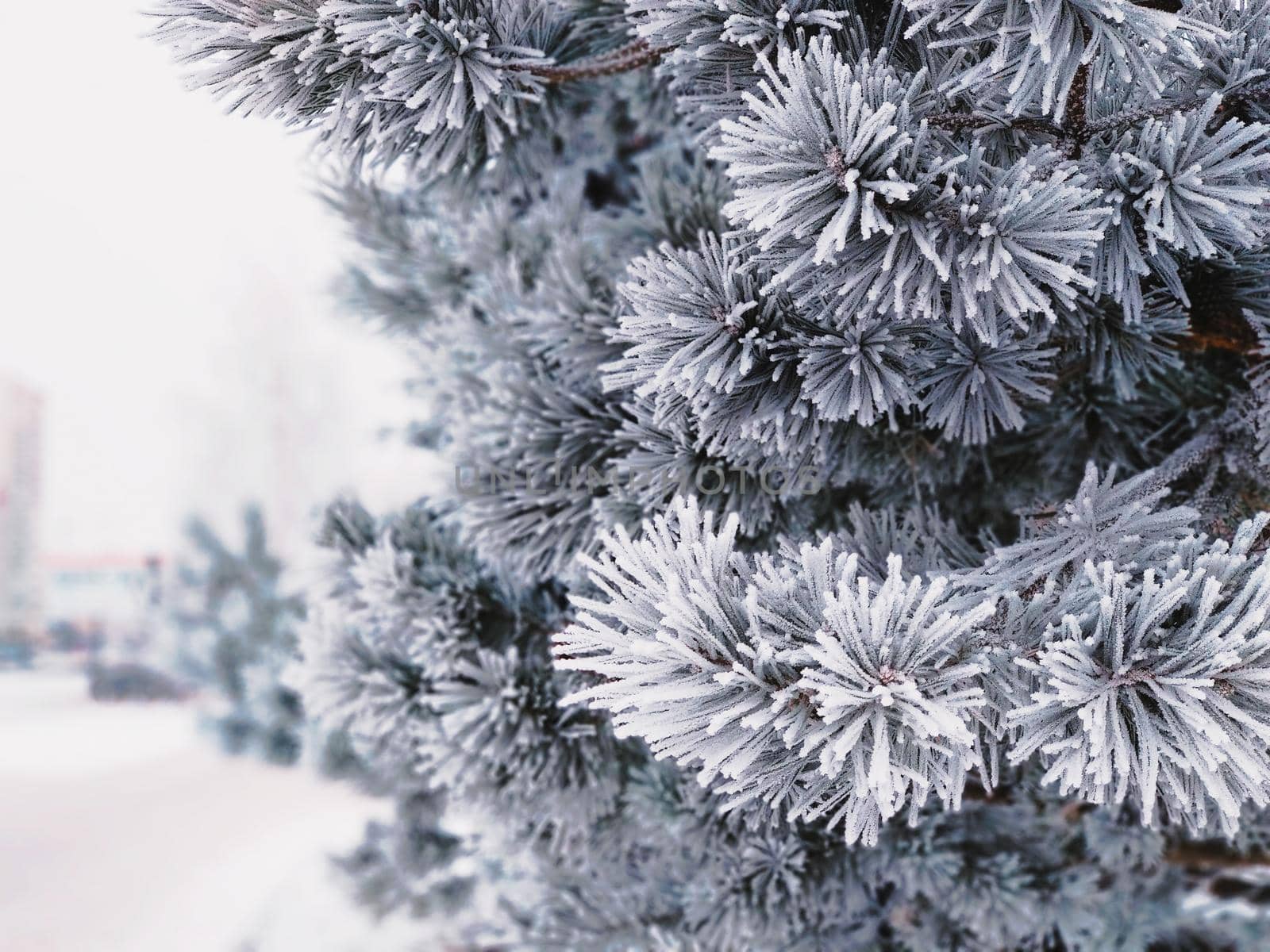 Spruce branches in hoarfrost in very cold weather