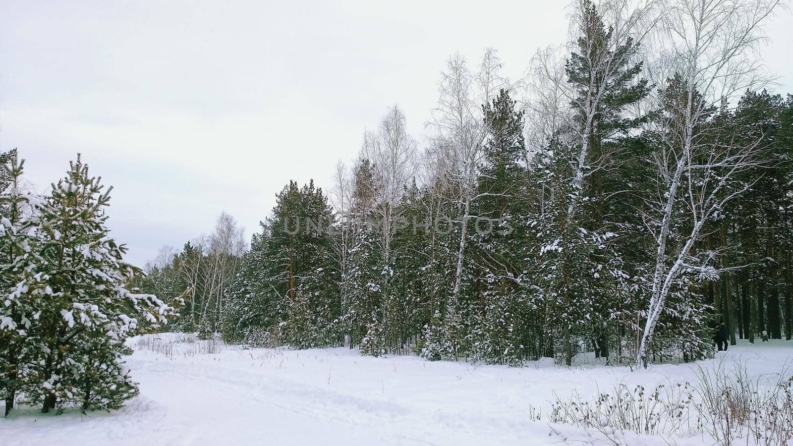 Trees covered with snow in a winter forest against a white sky by ProjectStockman