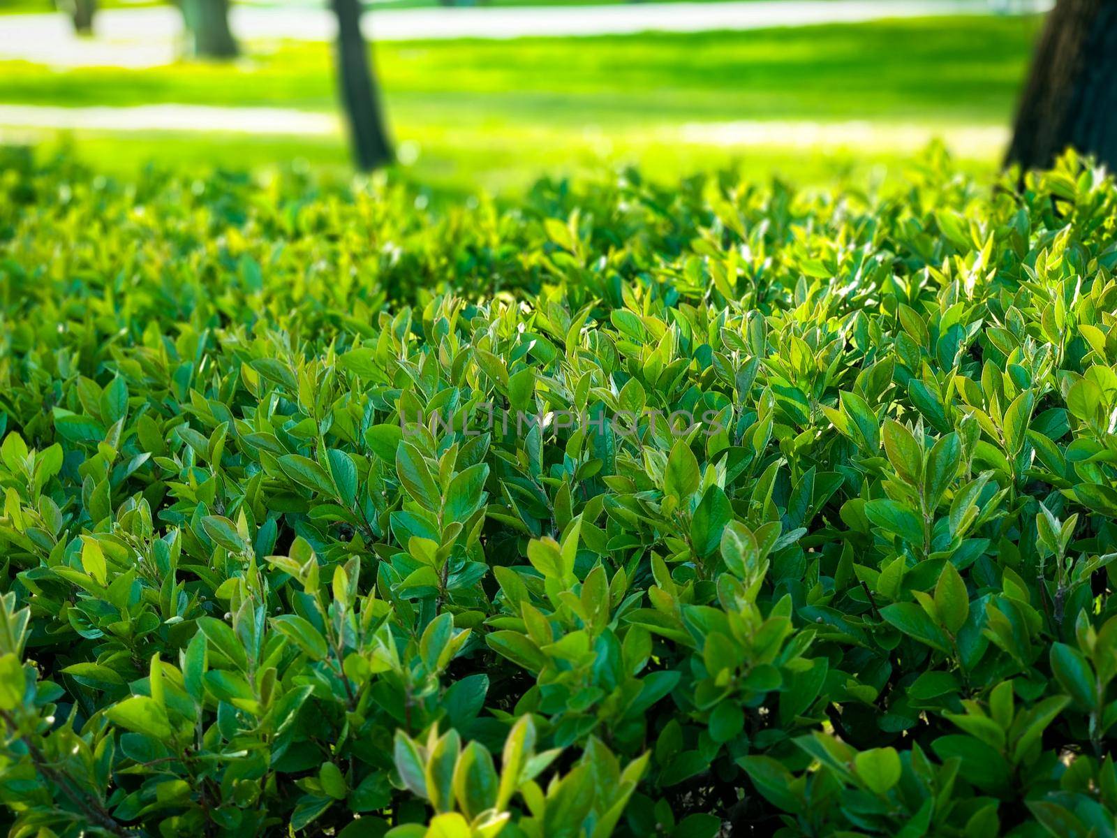 Close-up of bright green leaves on in the light of the sun by ProjectStockman